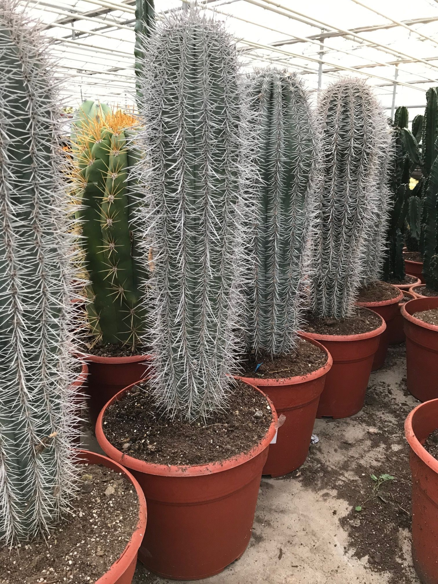 549 Pachycereus Pringlei 28 cm, D 28 cm