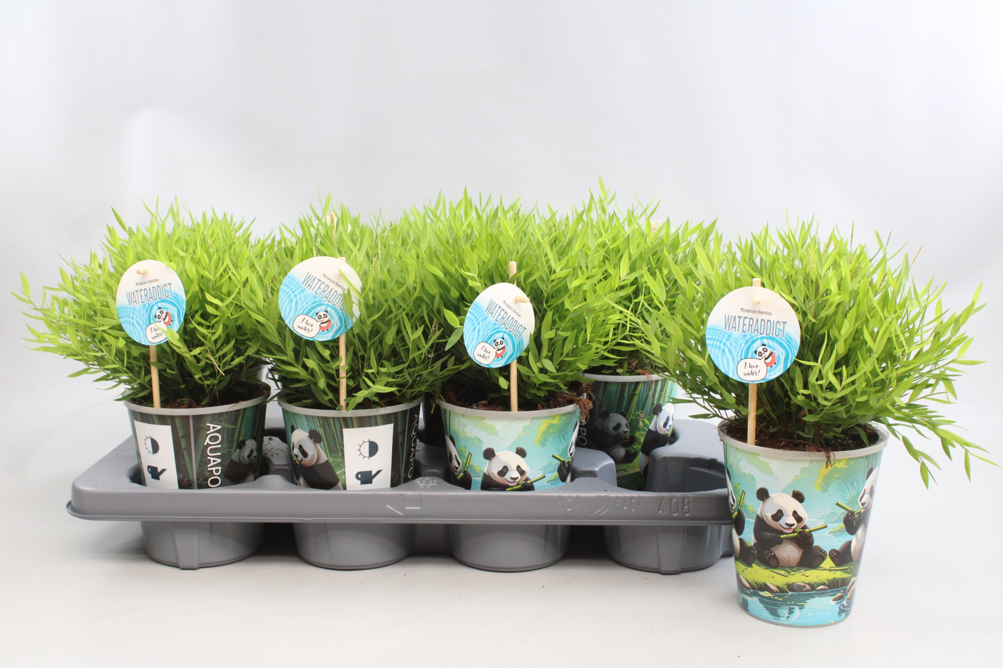 Bamusa Pogonatherum 'Monica' in Aquapot, D 12