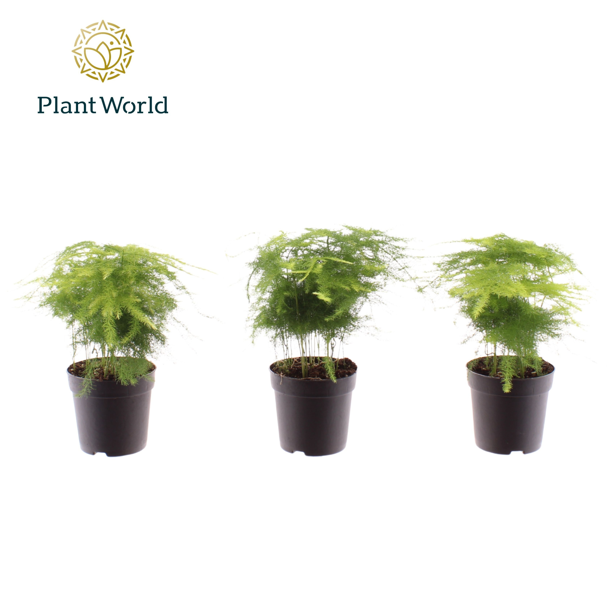 Asparagus plumosus 7 cm, D 7 cm