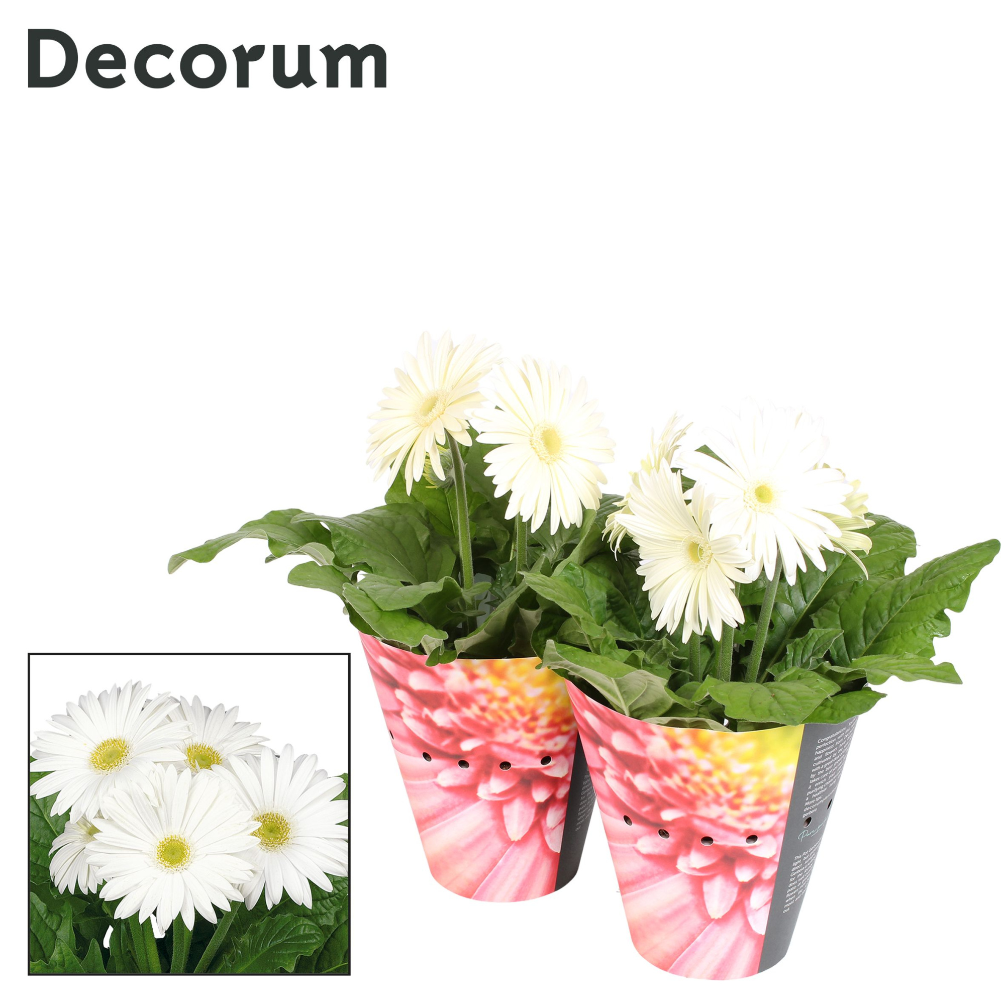 Gerbera 2+bl. 12cm wit met potcover Decorum, D 12 cm