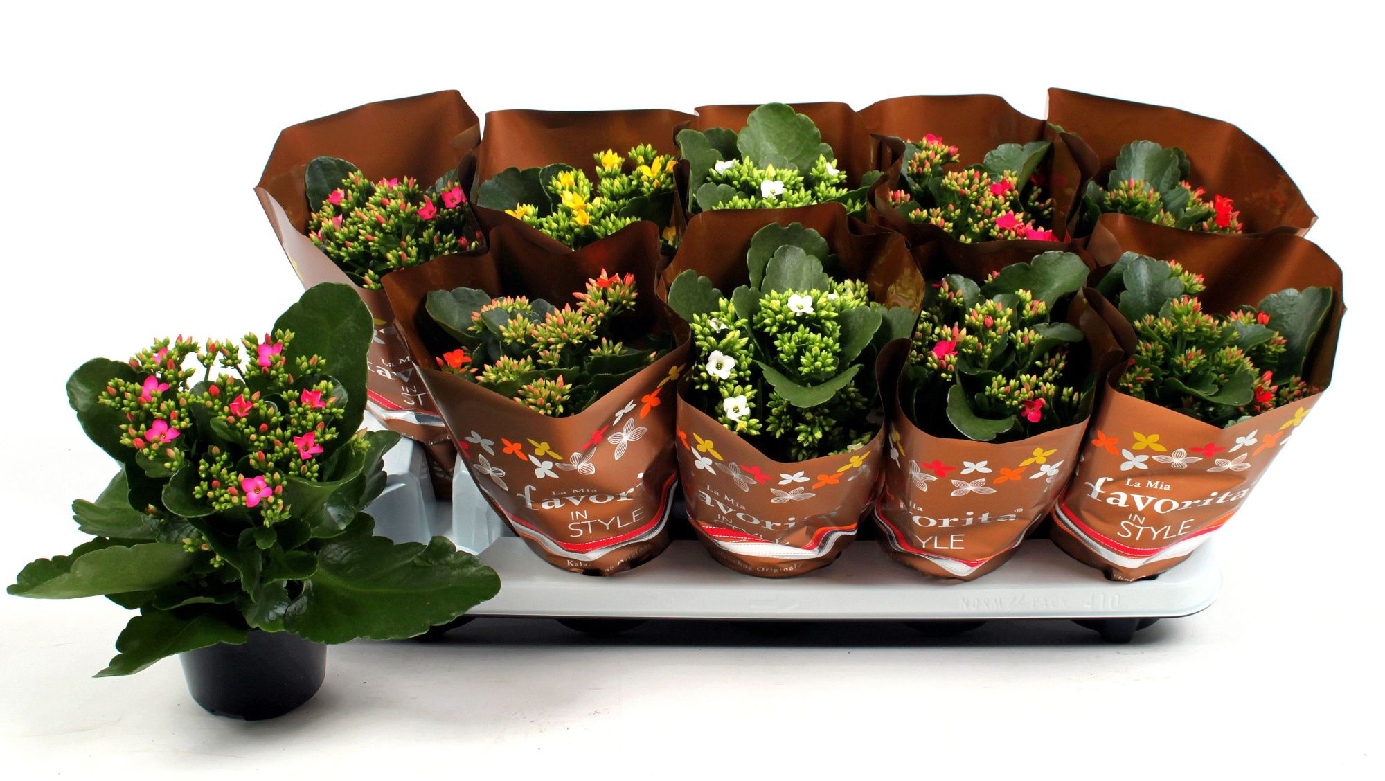 Kalanchoe favorita Autumn mix - herfst, D 10,5 cm