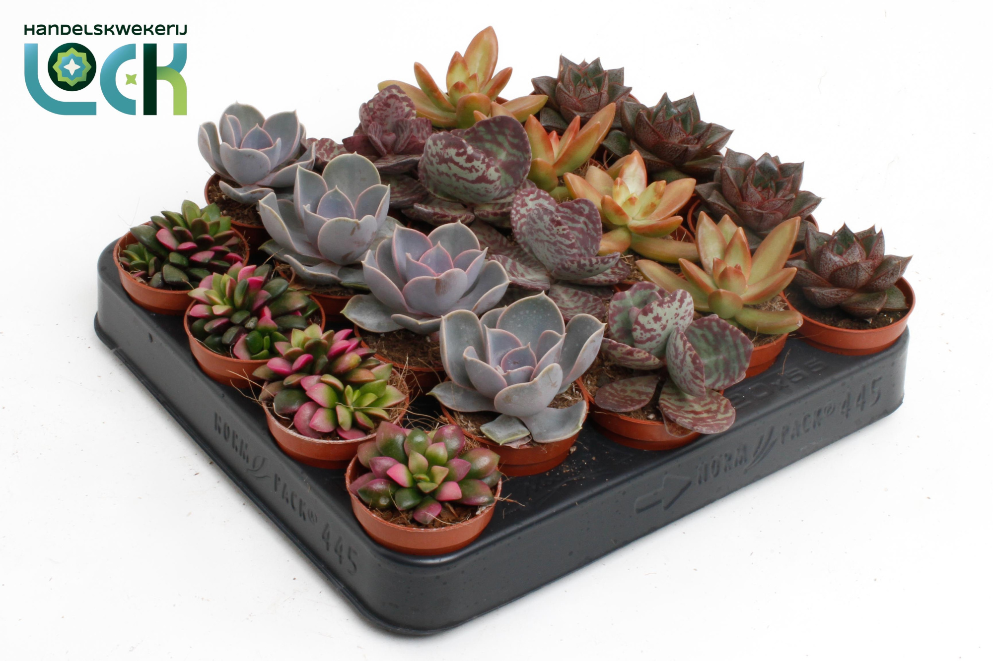 Succulenten Herfst Mix, D 5,5 cm