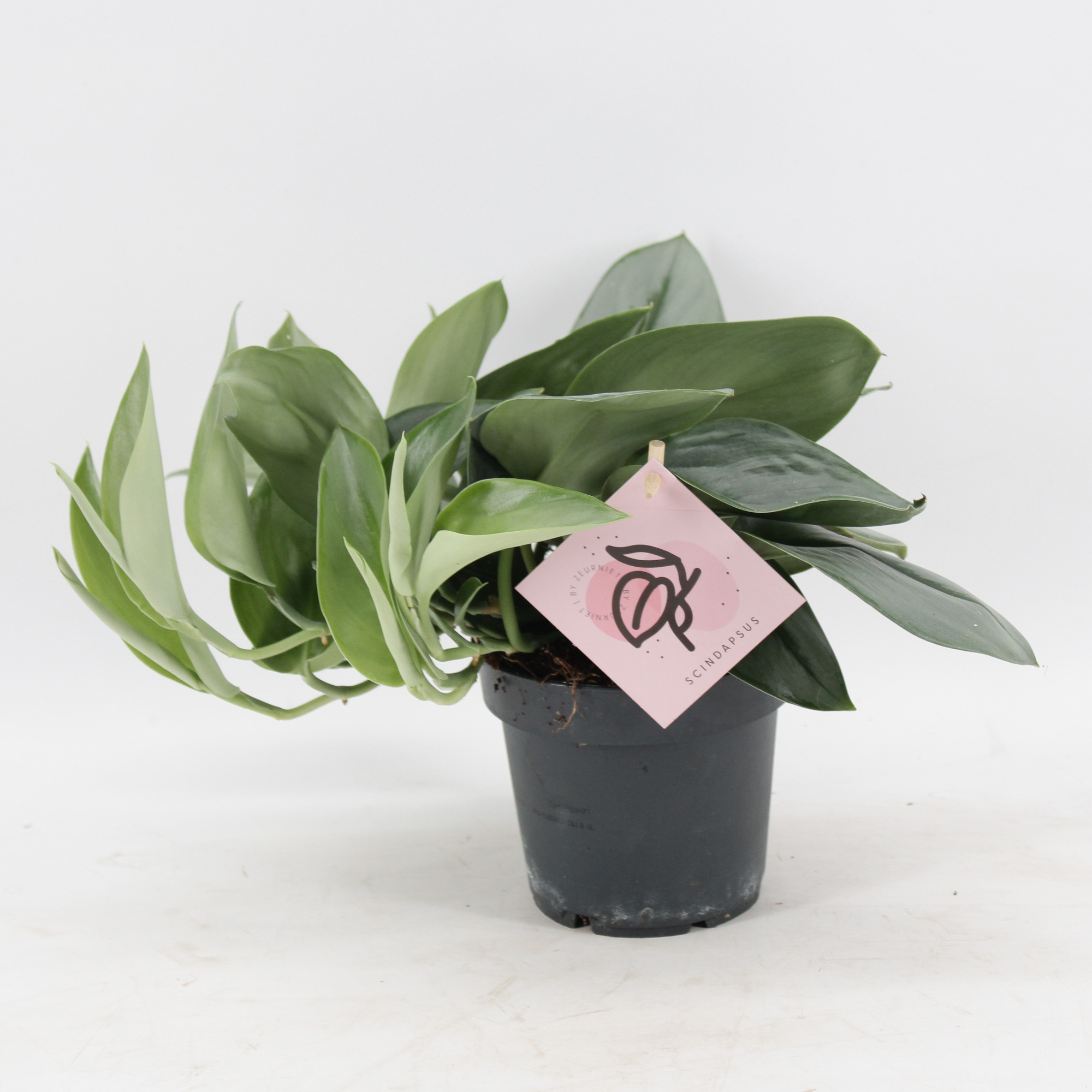 Scindapsus Treubii 'Moonlight', D 12 cm