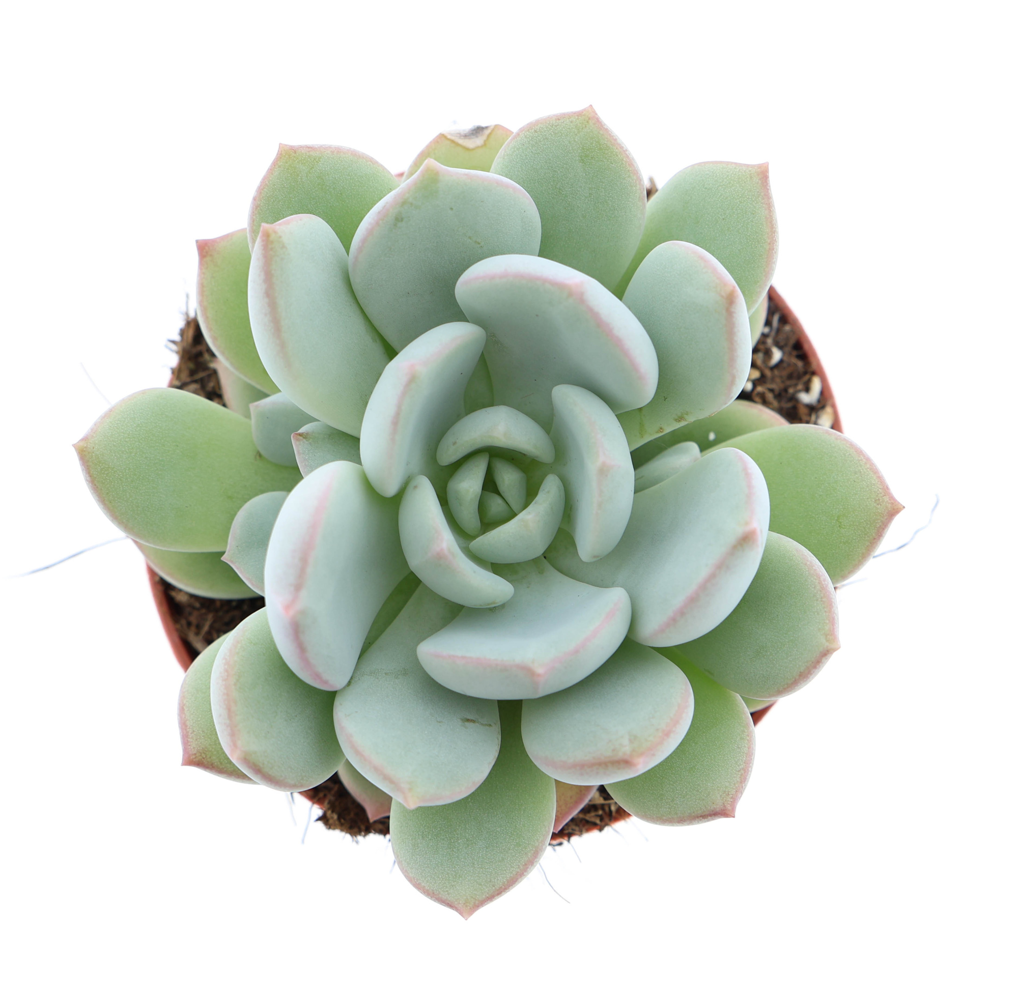 Echeveria yoni, D 8,5 cm