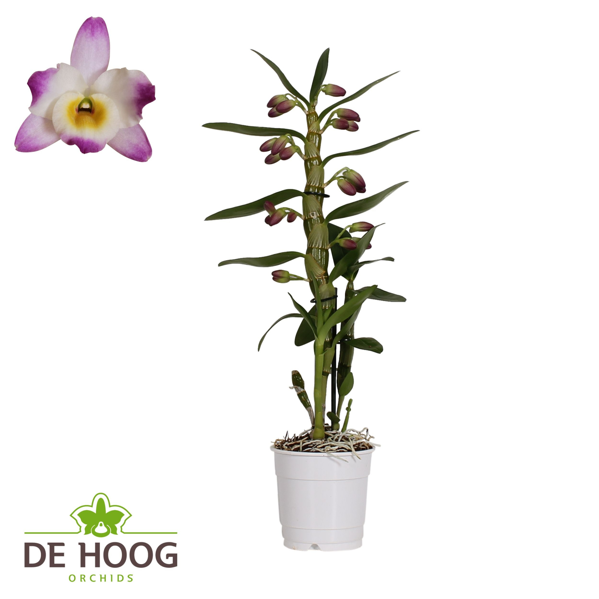 Dedrobium Nobile 'Bright Eye' 1 stam 7+ trossen rijpheid 1, D 12