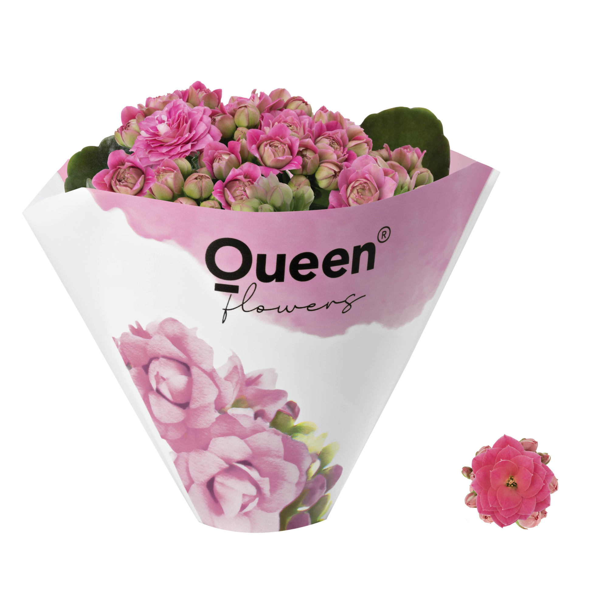 KALANCHOE ARTS-HYBRID 6 cm Moreflowers 'PINK', D 6 cm