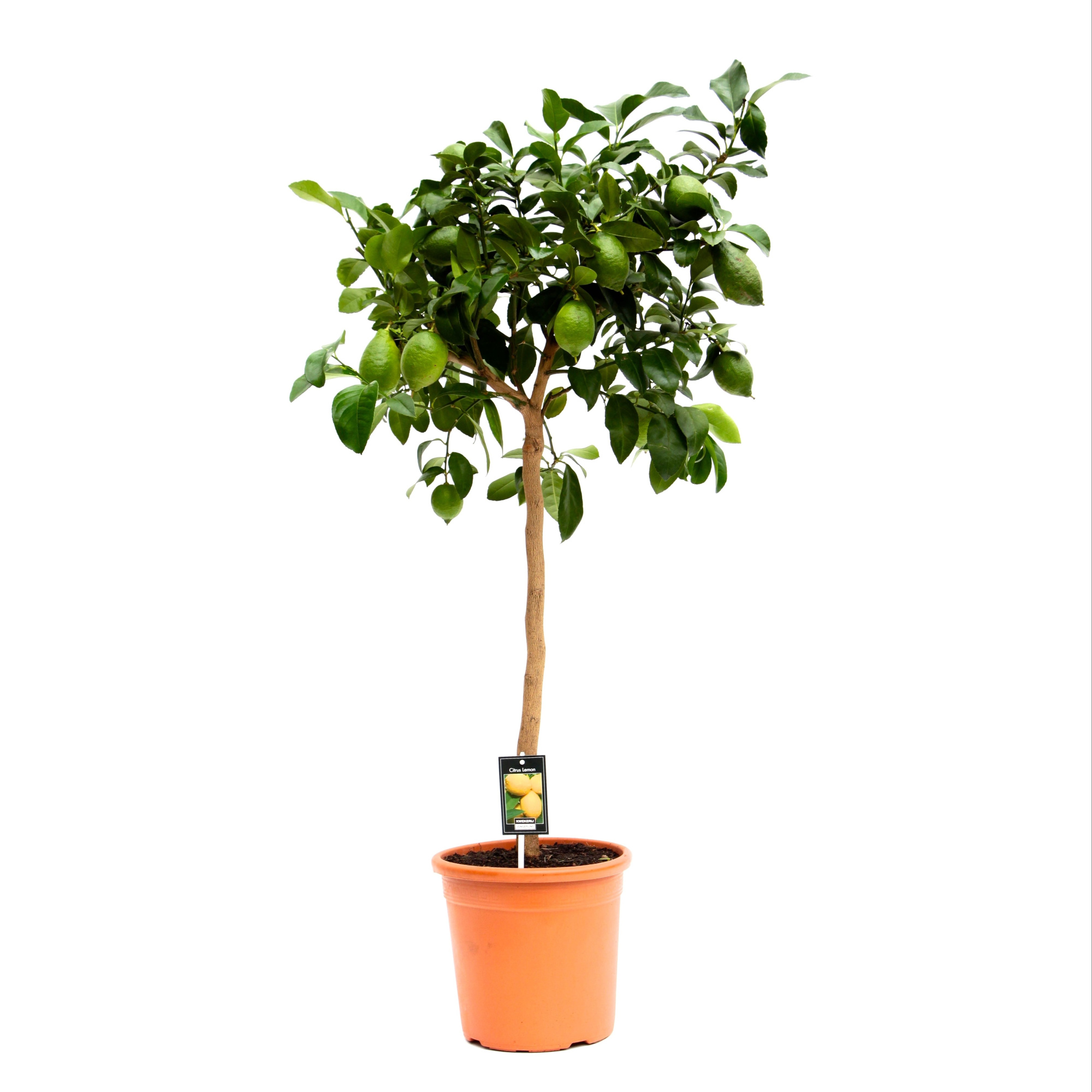 Citrus Lemon, D 28 cm