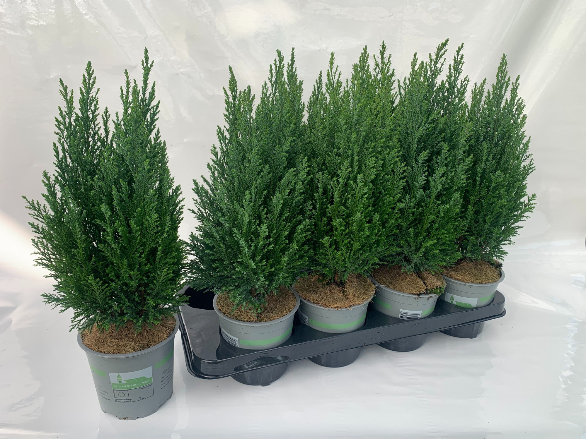 Cham. laws Ellwoodii, D 13 cm