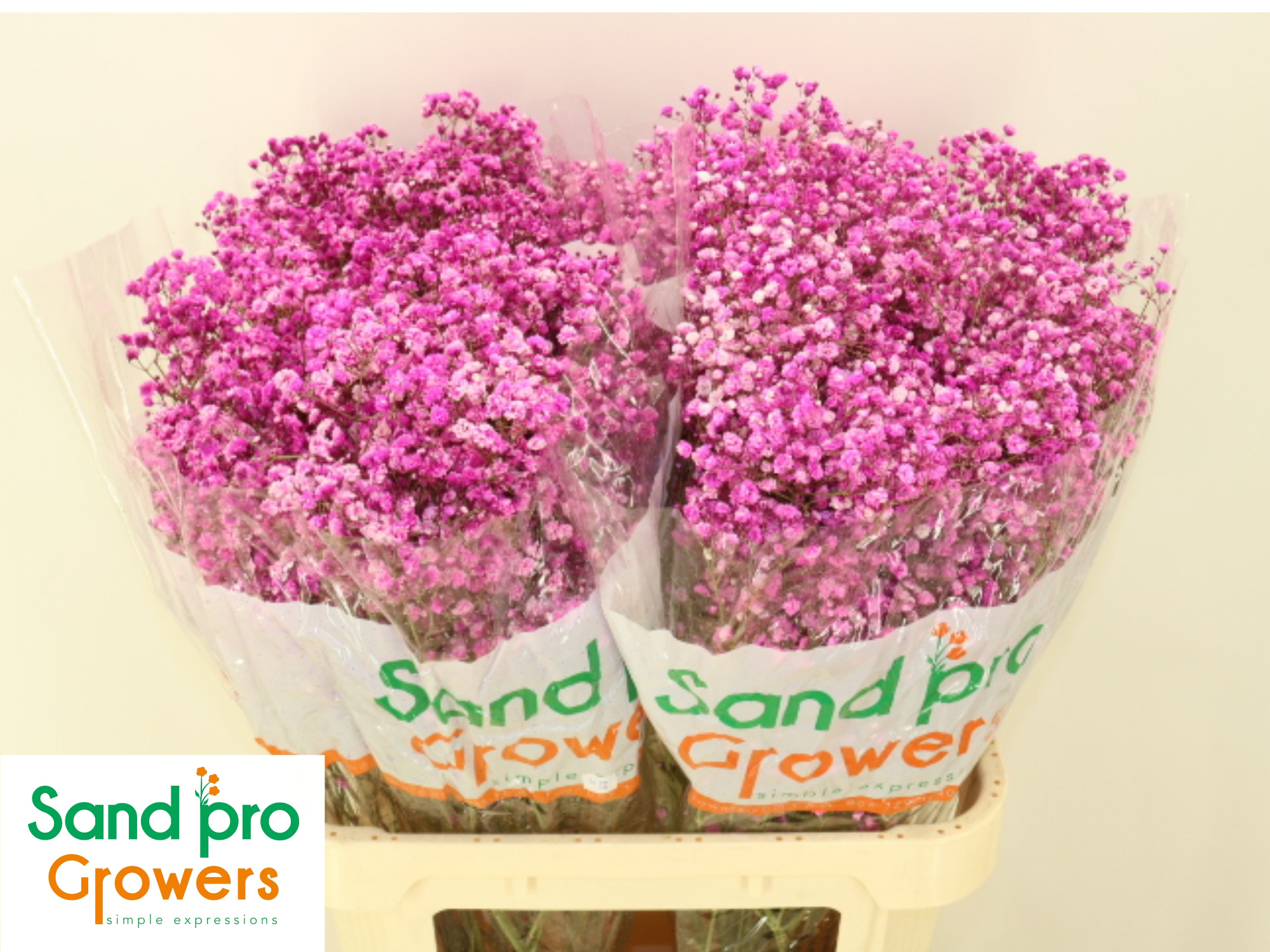 Гипсофила Овериг Крашеная (краш. ) 80, шт.