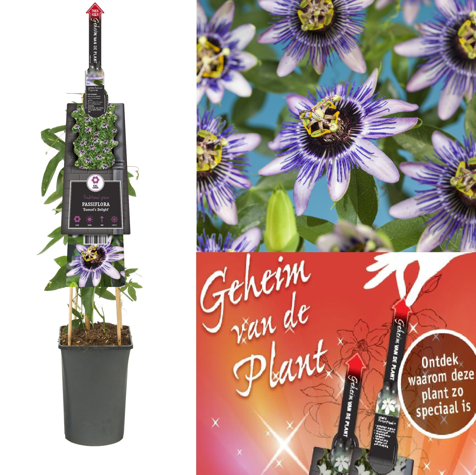 Passiflora 'Damsel's Delight' secret of the plant DE, D 17