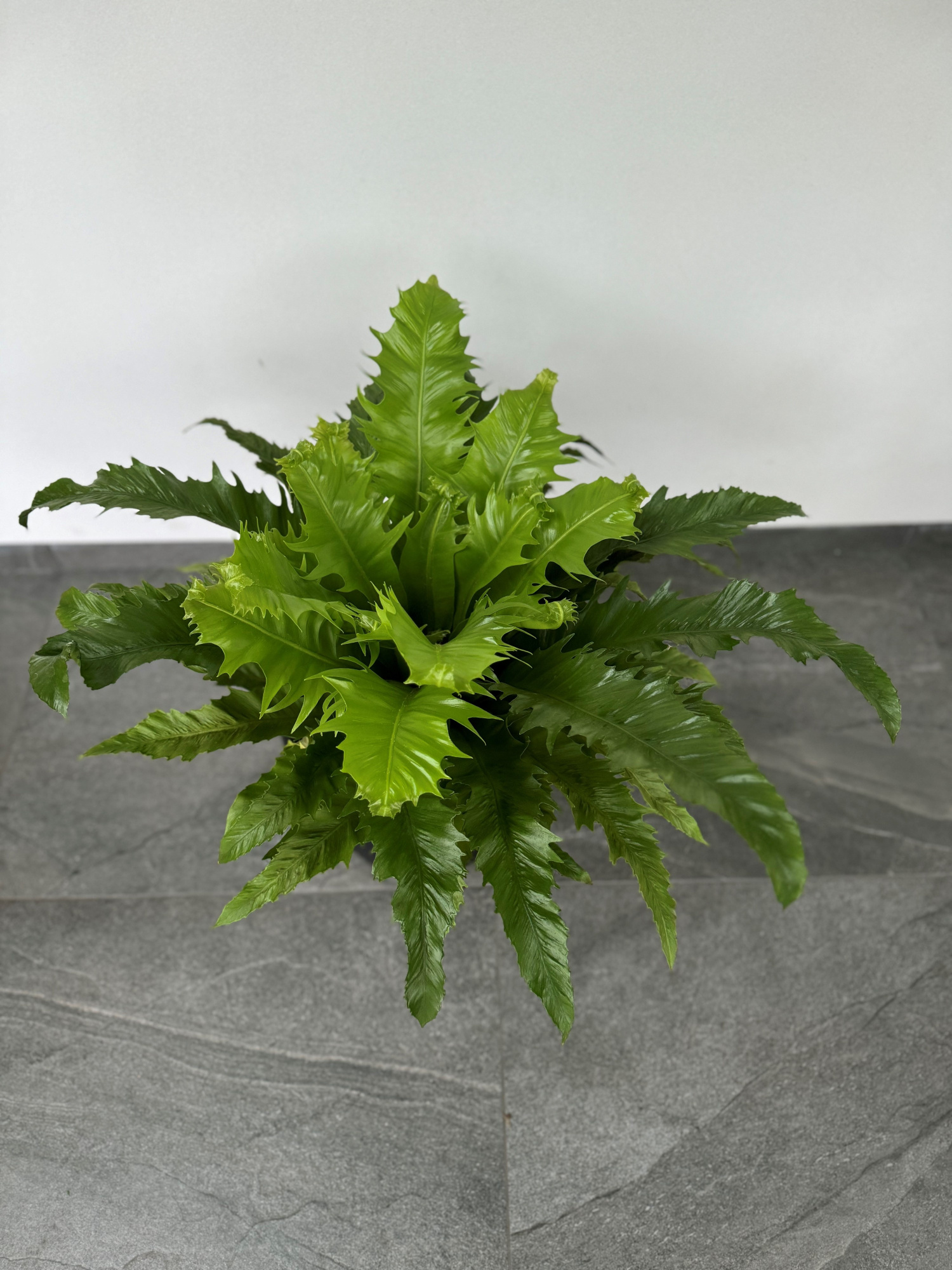 Asplenium Gioia, D 23 cm