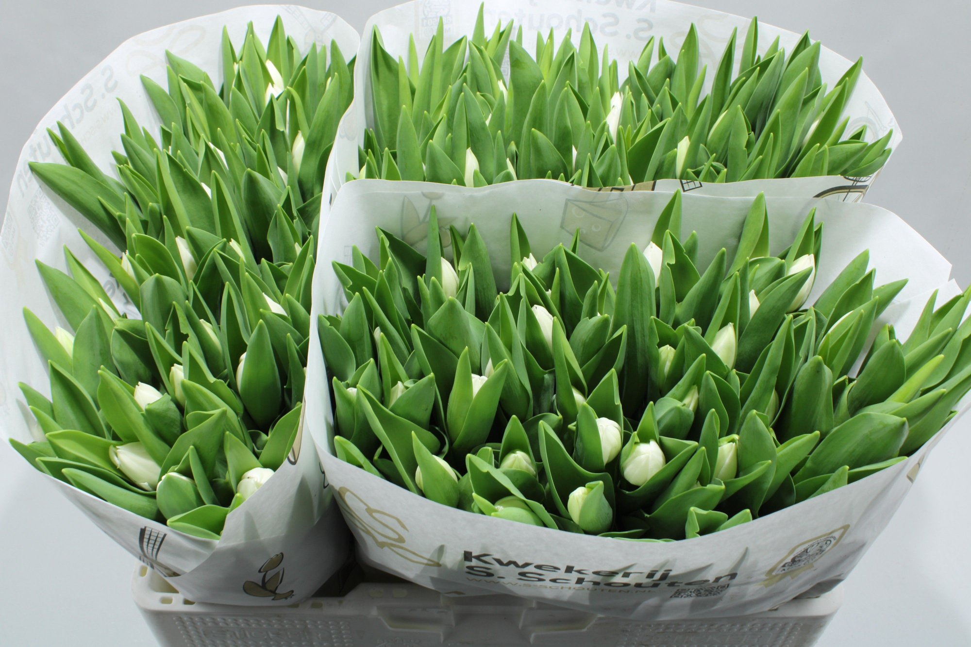 Тюльпан од. Роял Верджин (бел.), шт.