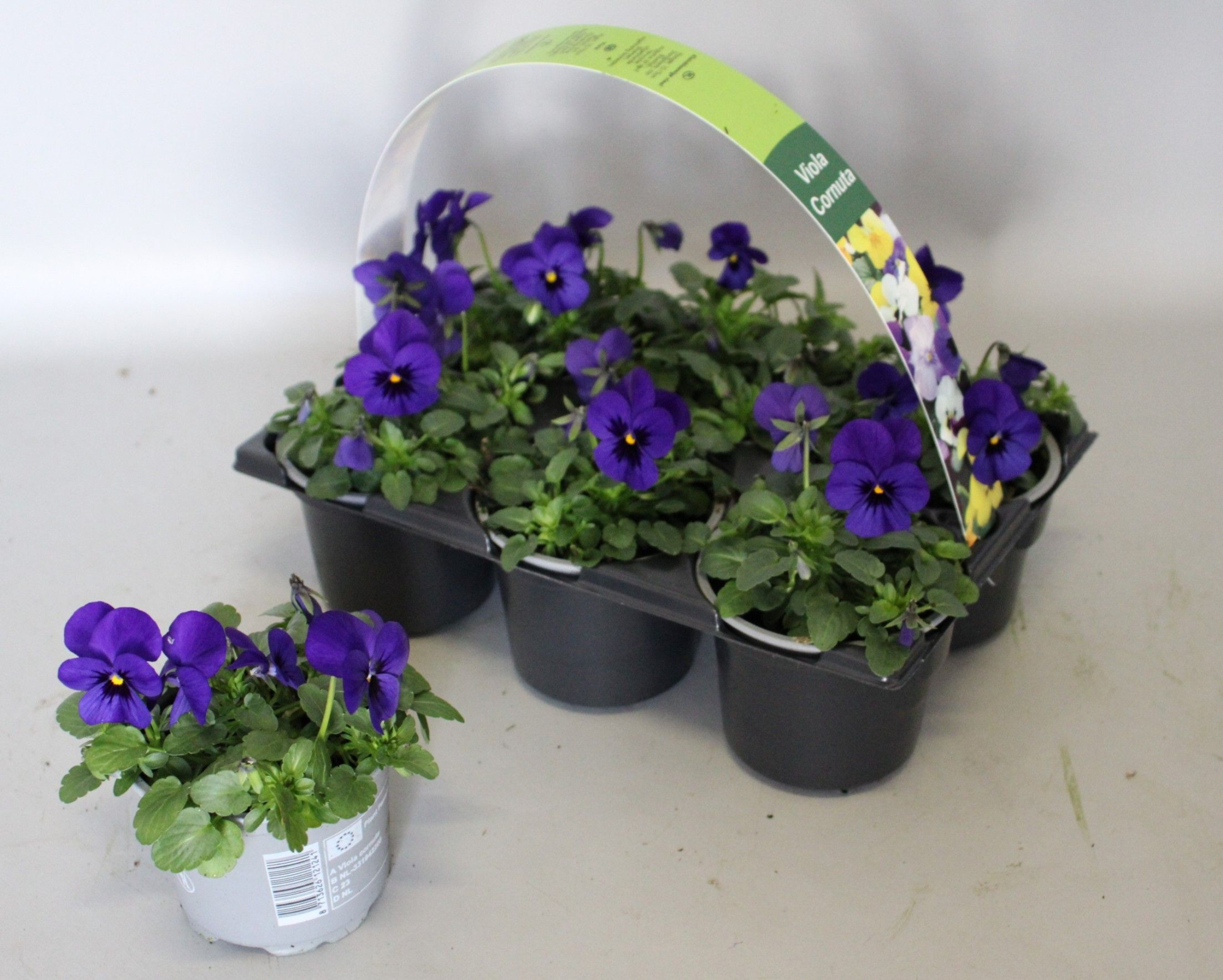 Viola cornuta 6-pack 9cm Deep blue, D 9 cm