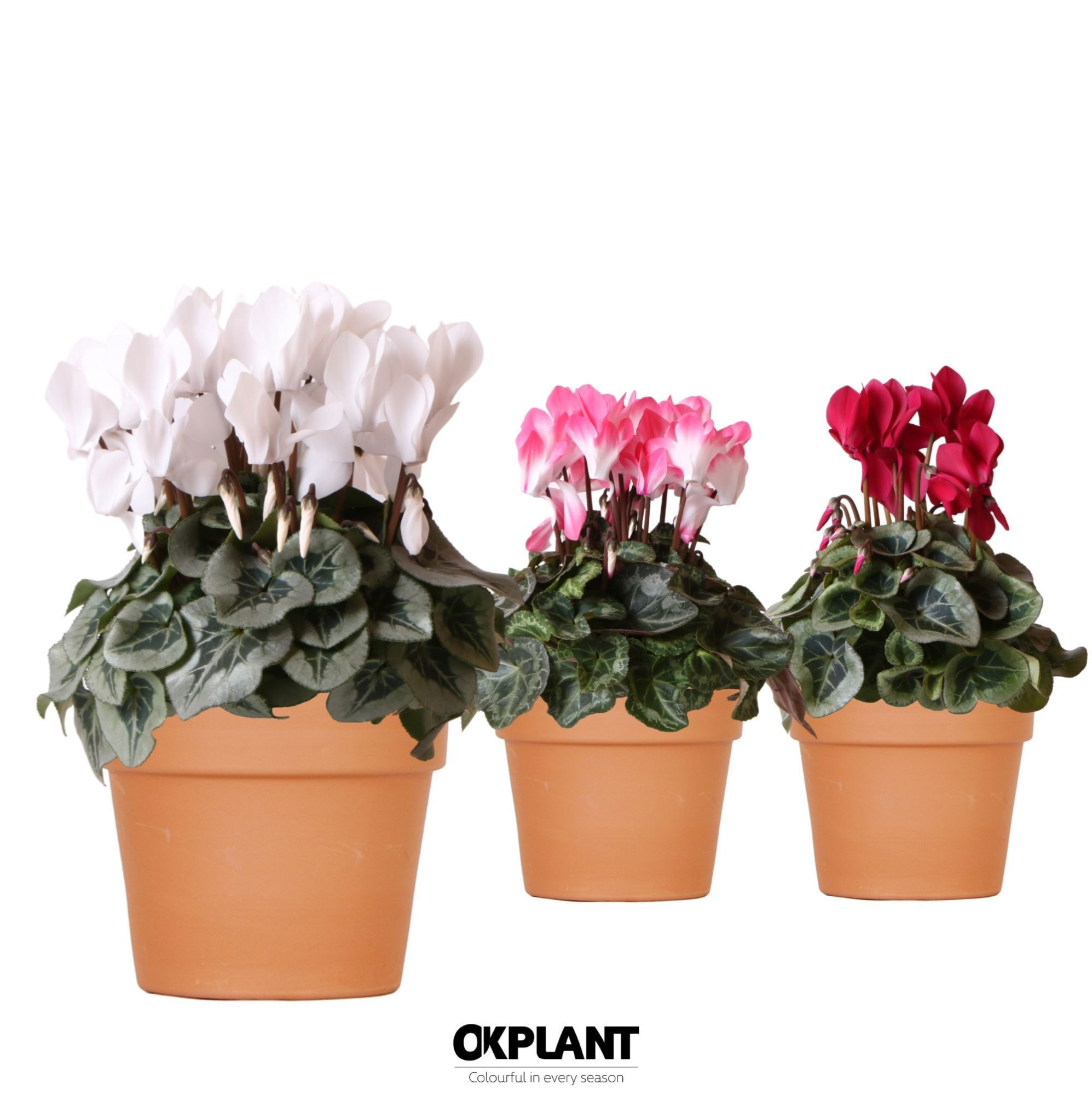 Cyclamen mix in Terracotta pot, D 12 cm