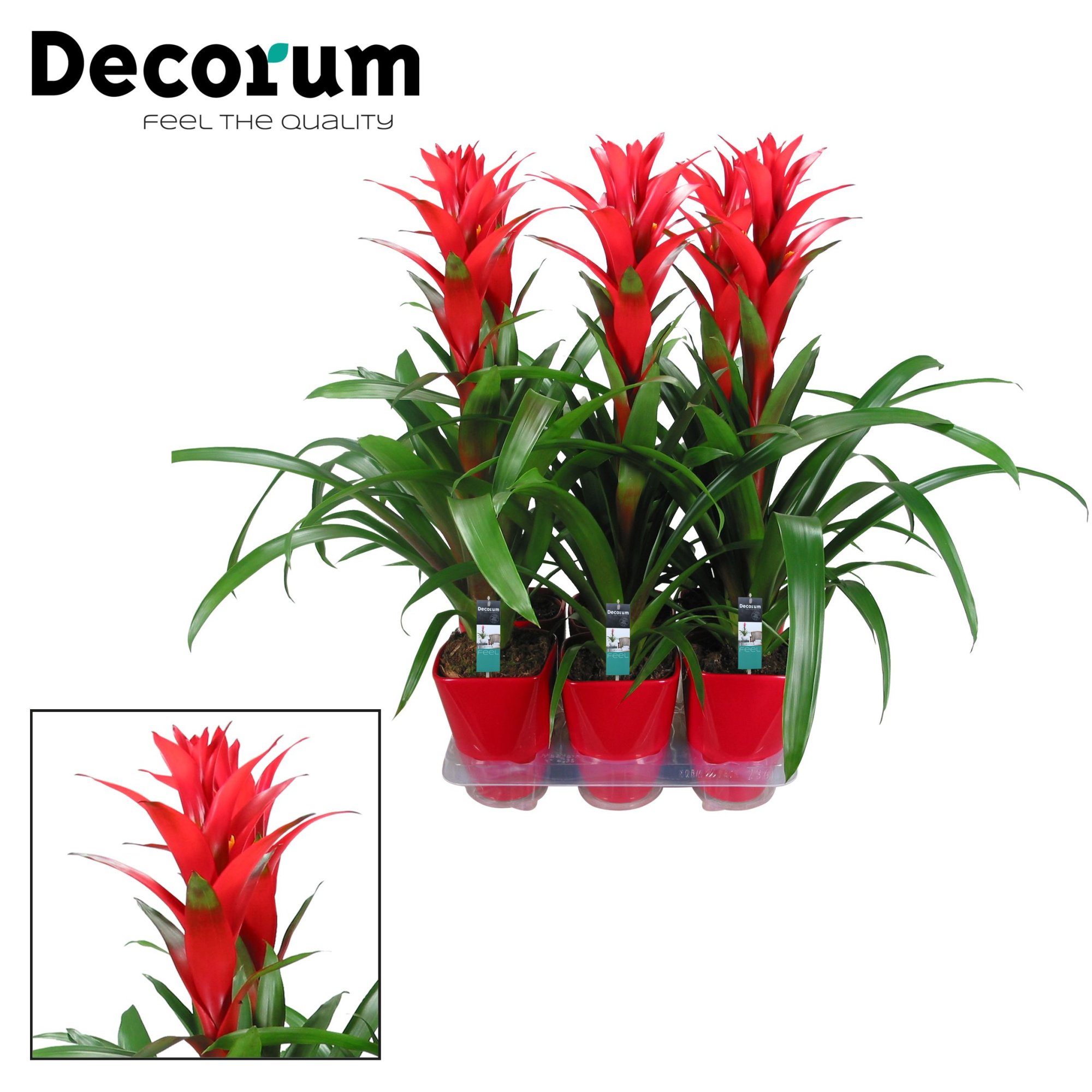 Guzmania Ostara Luxe Keramiek (Decorum), D 14 cm