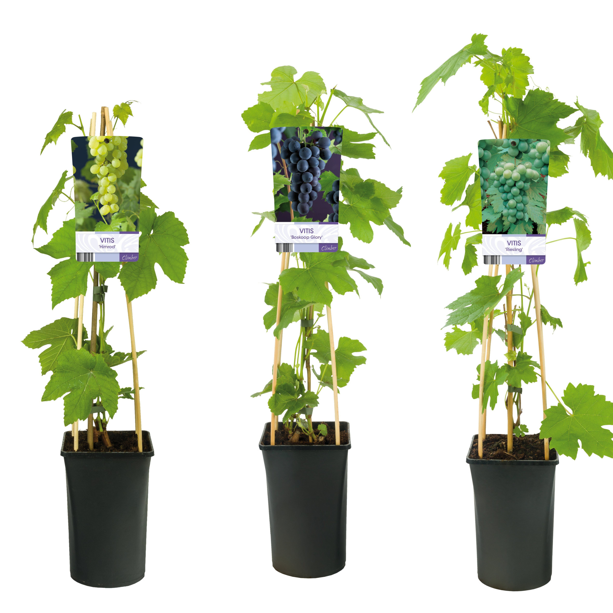 Mixshelf Fruit, grapes +light label, D 17 cm