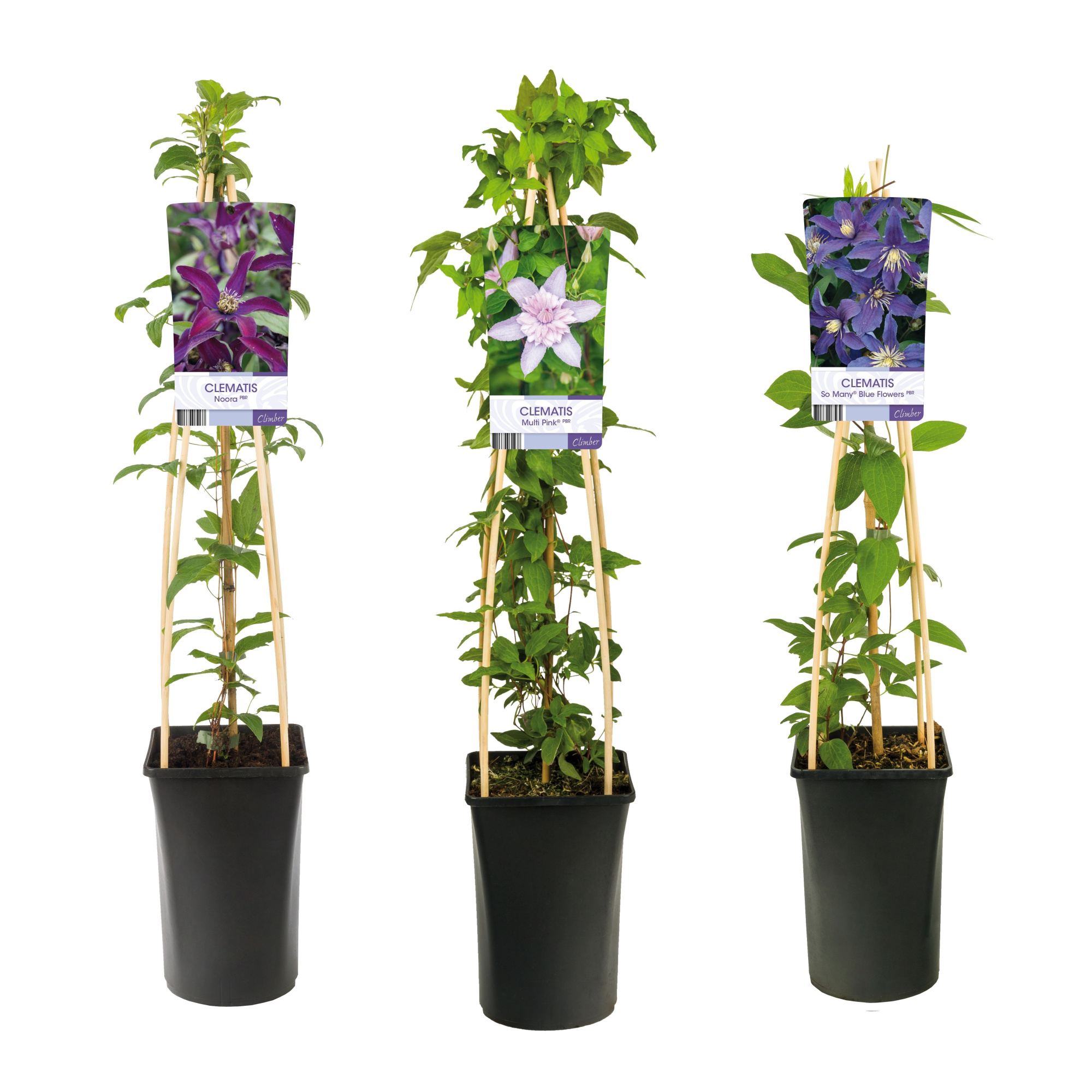 Mixshelf Clematis exclusive varities +light label, D 17 cm
