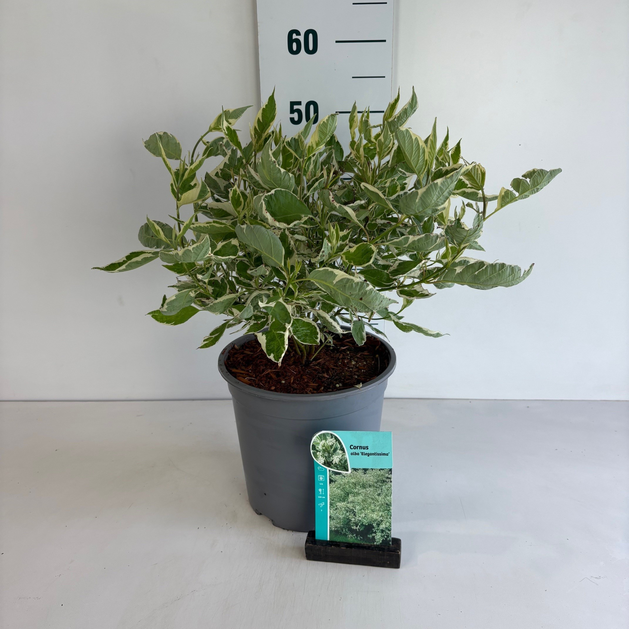 Cornus alba Elegantissima, D 24 cm