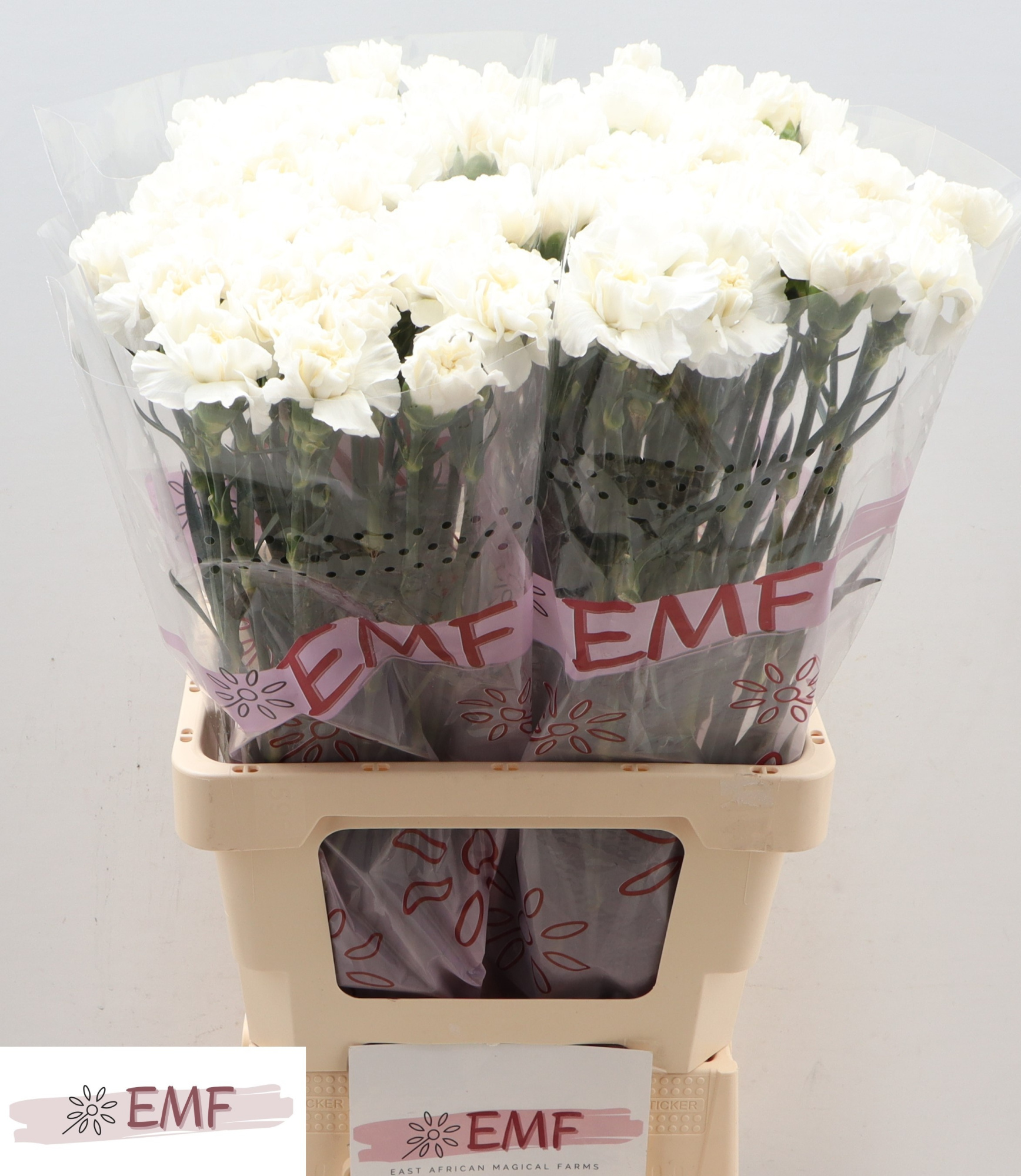 Диантус од. Эверест, шт.