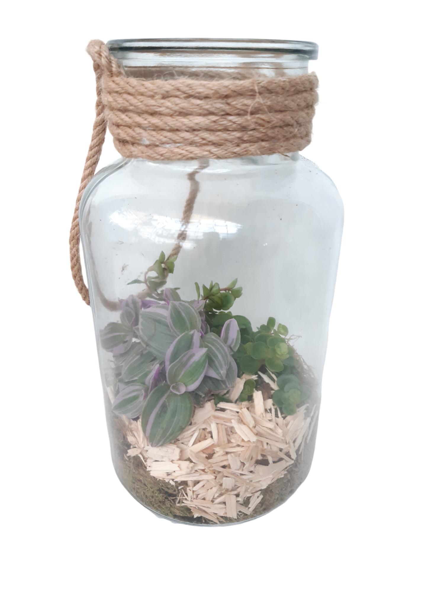 GKS14 Glass Terrarium + Touw H26 Sedum/Tradescantia, D 14 cm