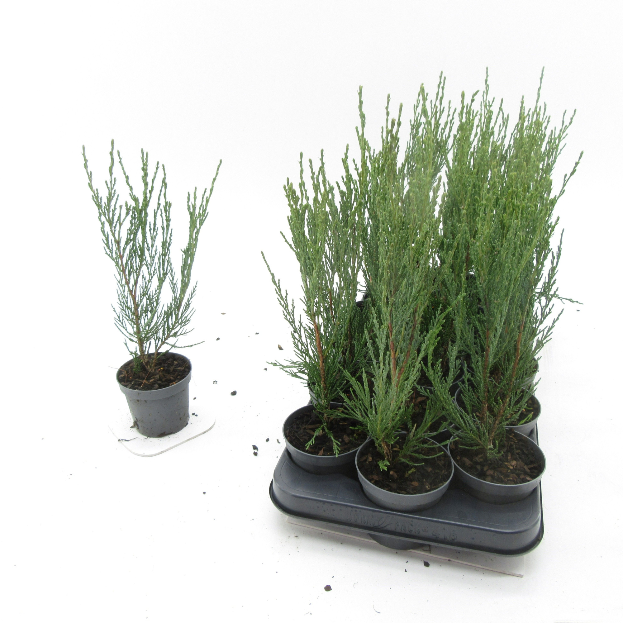 Juniperus Blue Arrow, D 9 cm