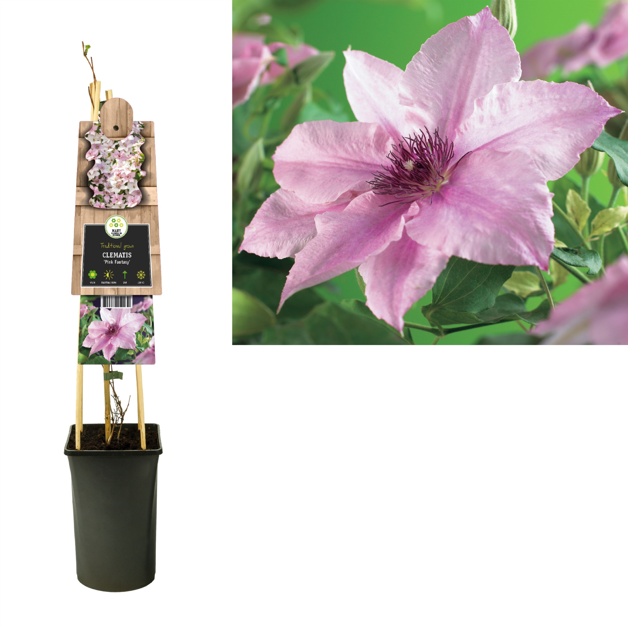 Clematis 'Pink Fantasy' +3.0 label, D 17 cm