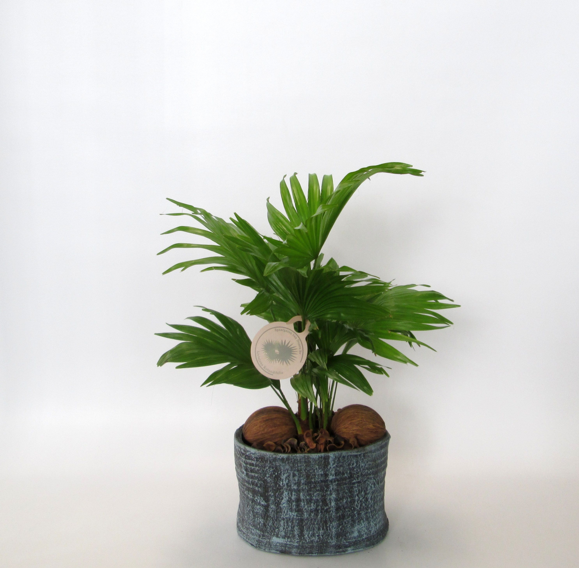 Livistona rotundifolia in Ruby pot, D 20 cm