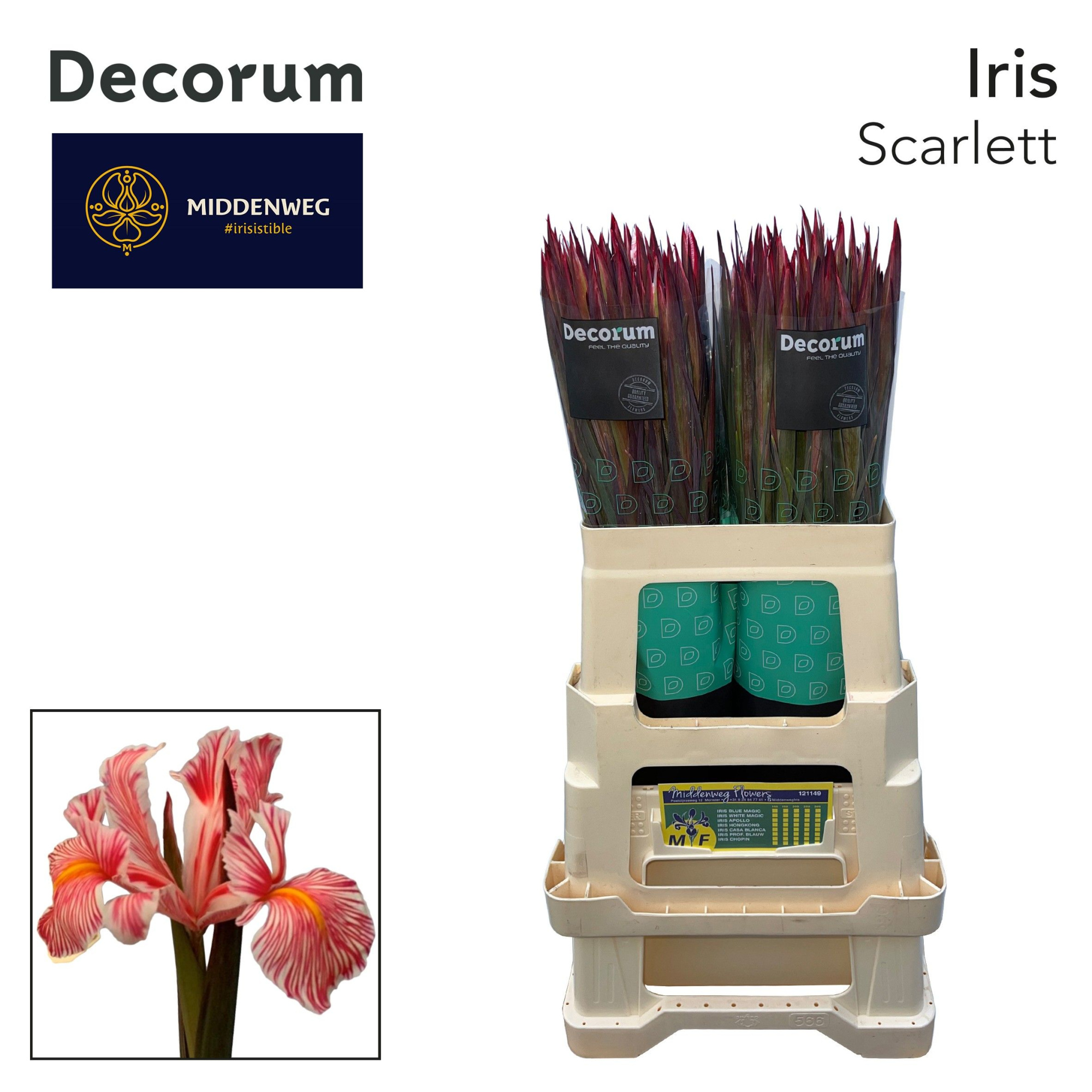 Ирис Овериг, шт.