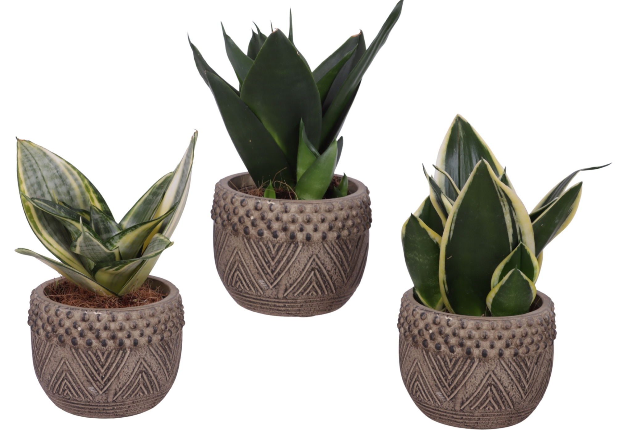 Sansevieria Compacta mix Ø09cm in Ø12cm Ceramic EV665, D 12