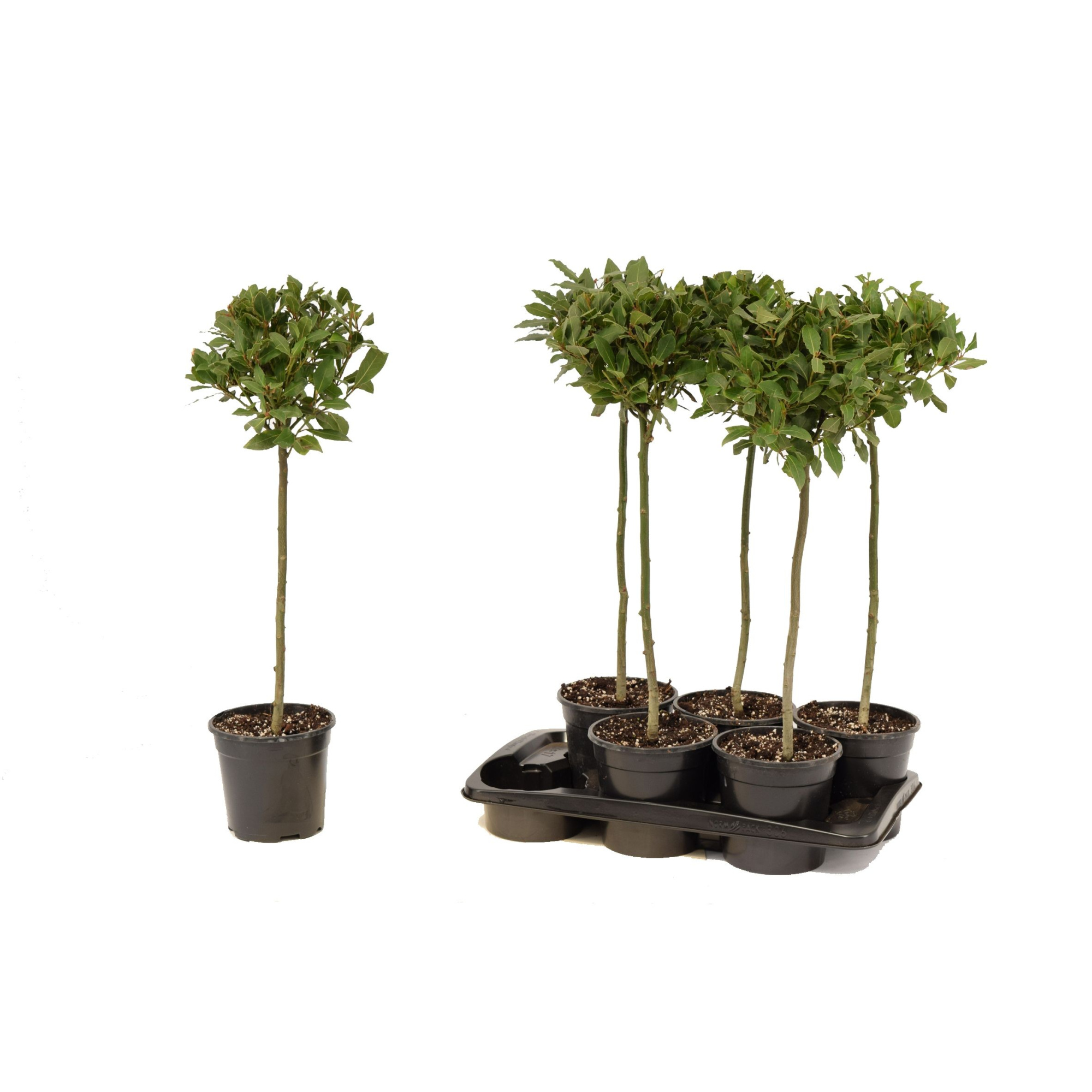 Laurus nobilis Bol op stam, D 17 cm