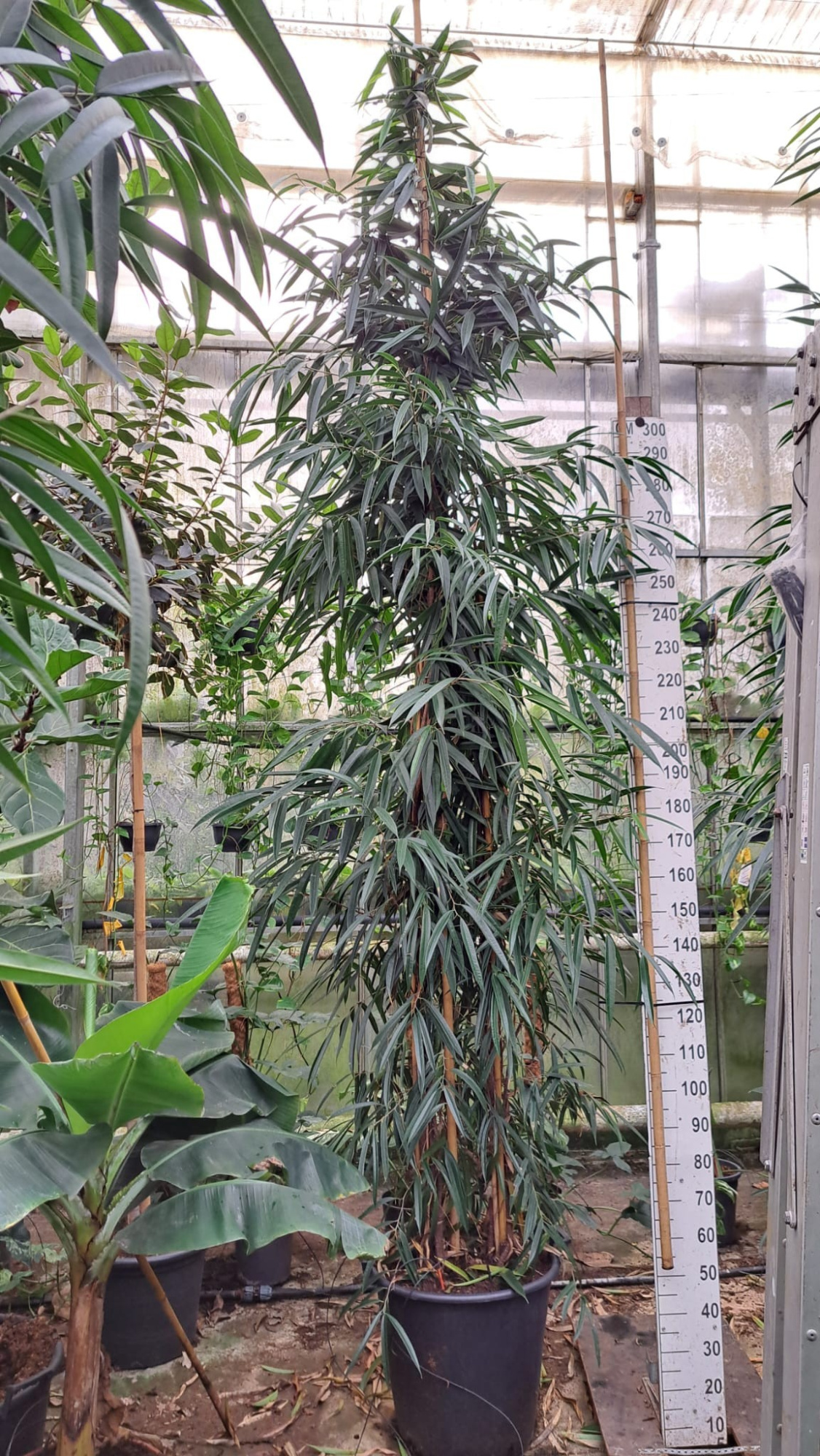 Ficus Alii bush 400, D 55