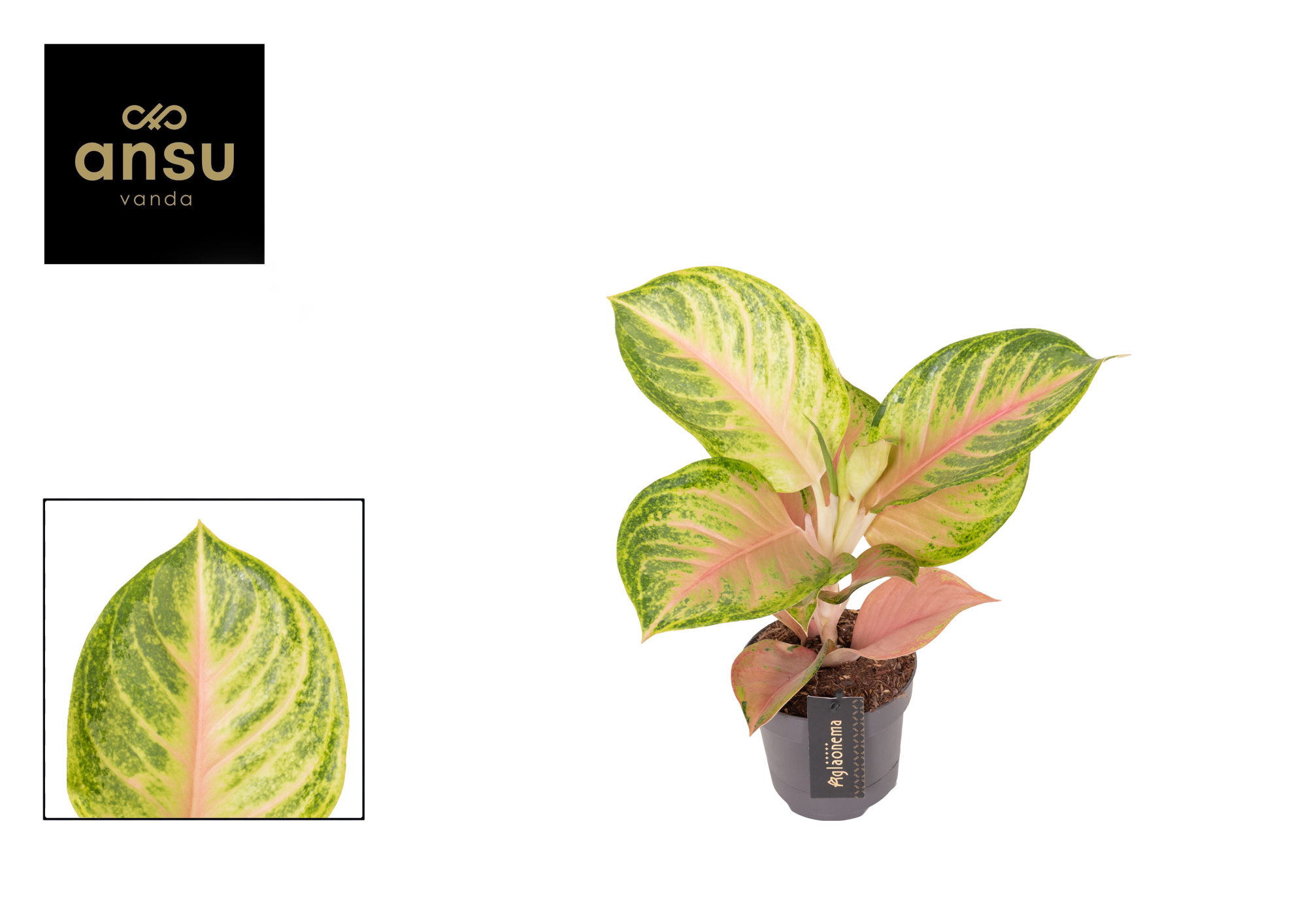 Aglaonema Sakura Mochi, D 12 cm