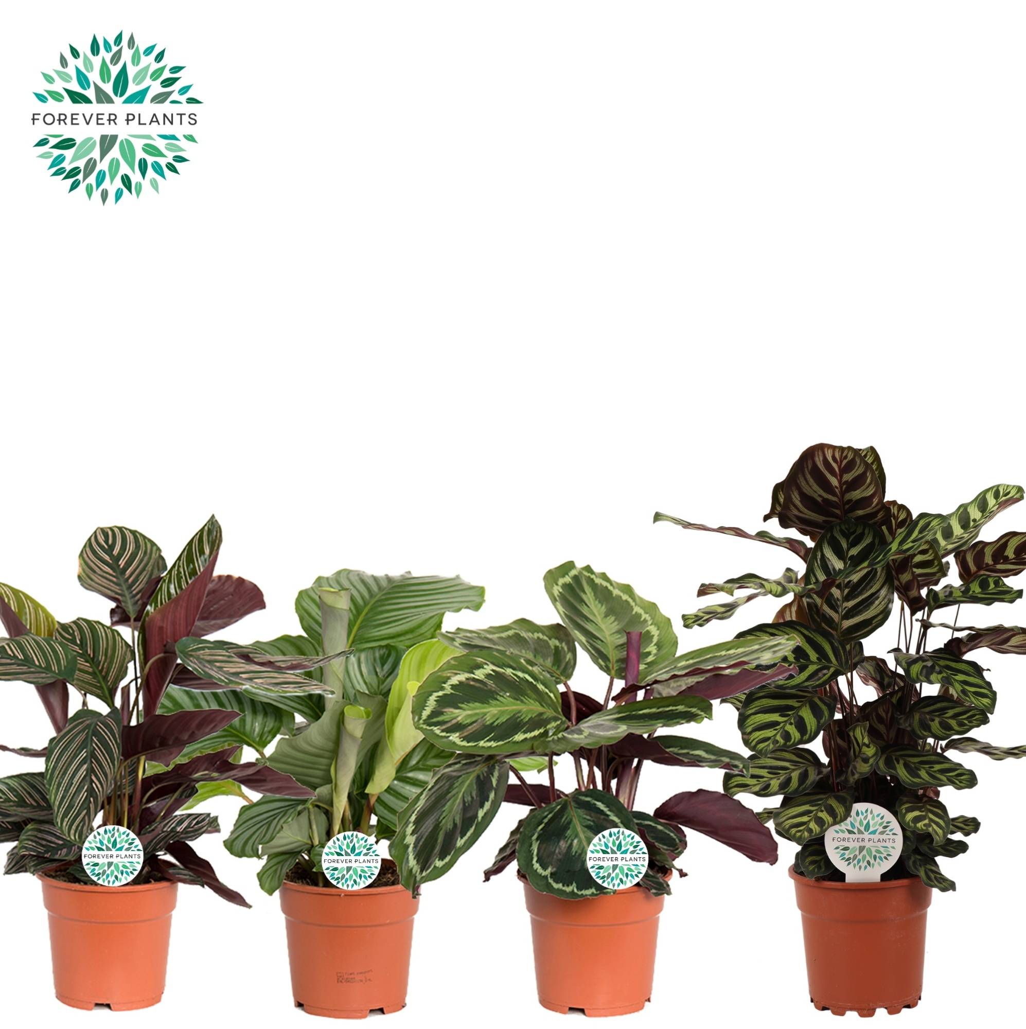 Calathea Gemengd p17, D 17 cm