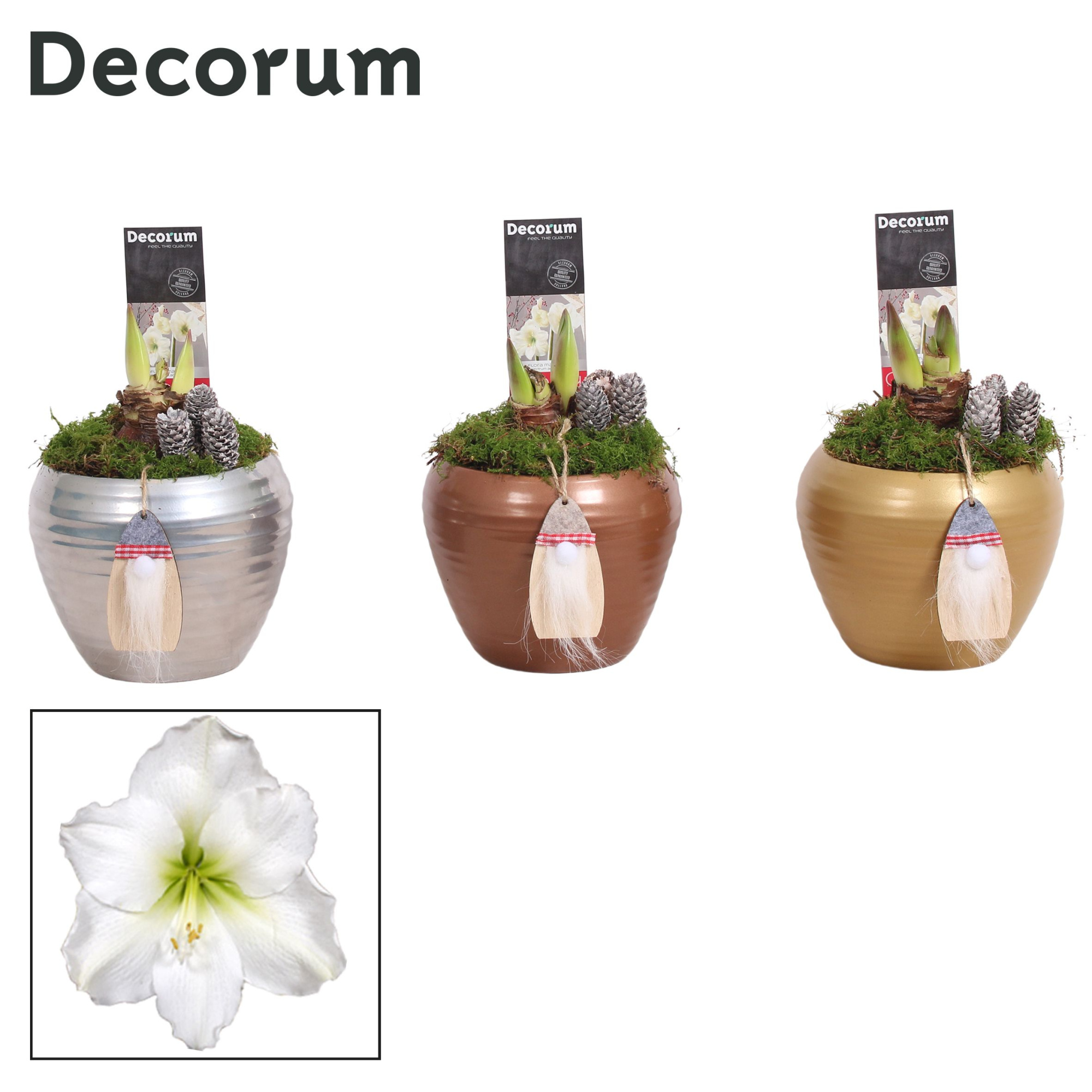 Amaryllis Wit 2 Knop in Melanie KERST (Decorum), D 12 cm