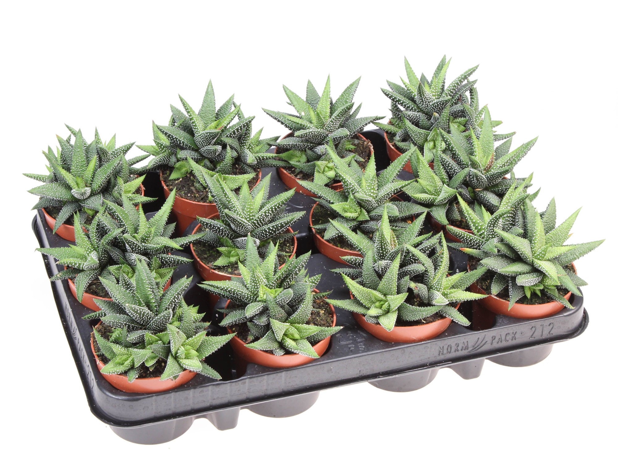 Haworthia Enon, D 8,5 cm