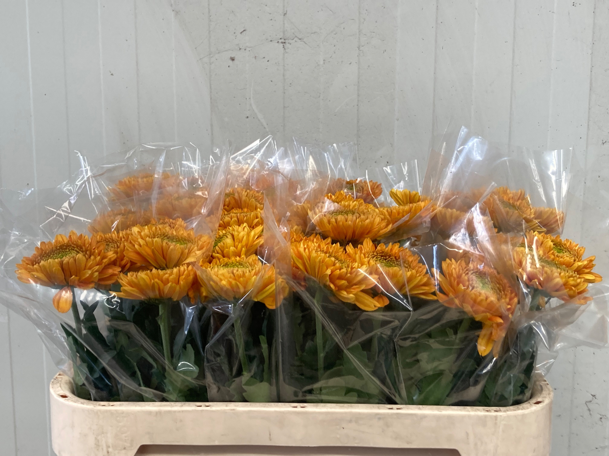 Хризантема од. Вильем Оранж 75, шт.