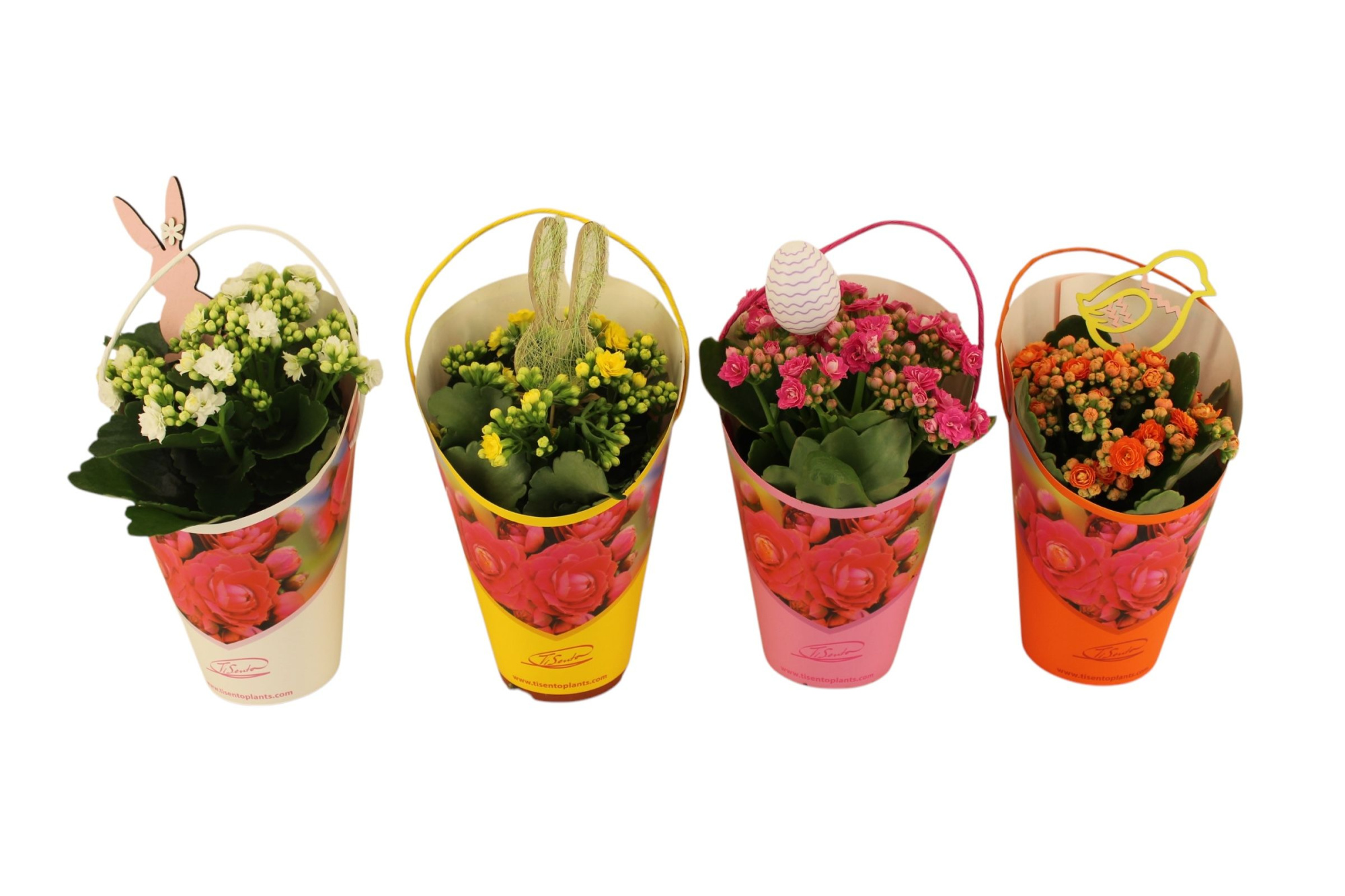 Calandiva 12 cm - Cadeaucover Bucket Pasen met steker, D 12