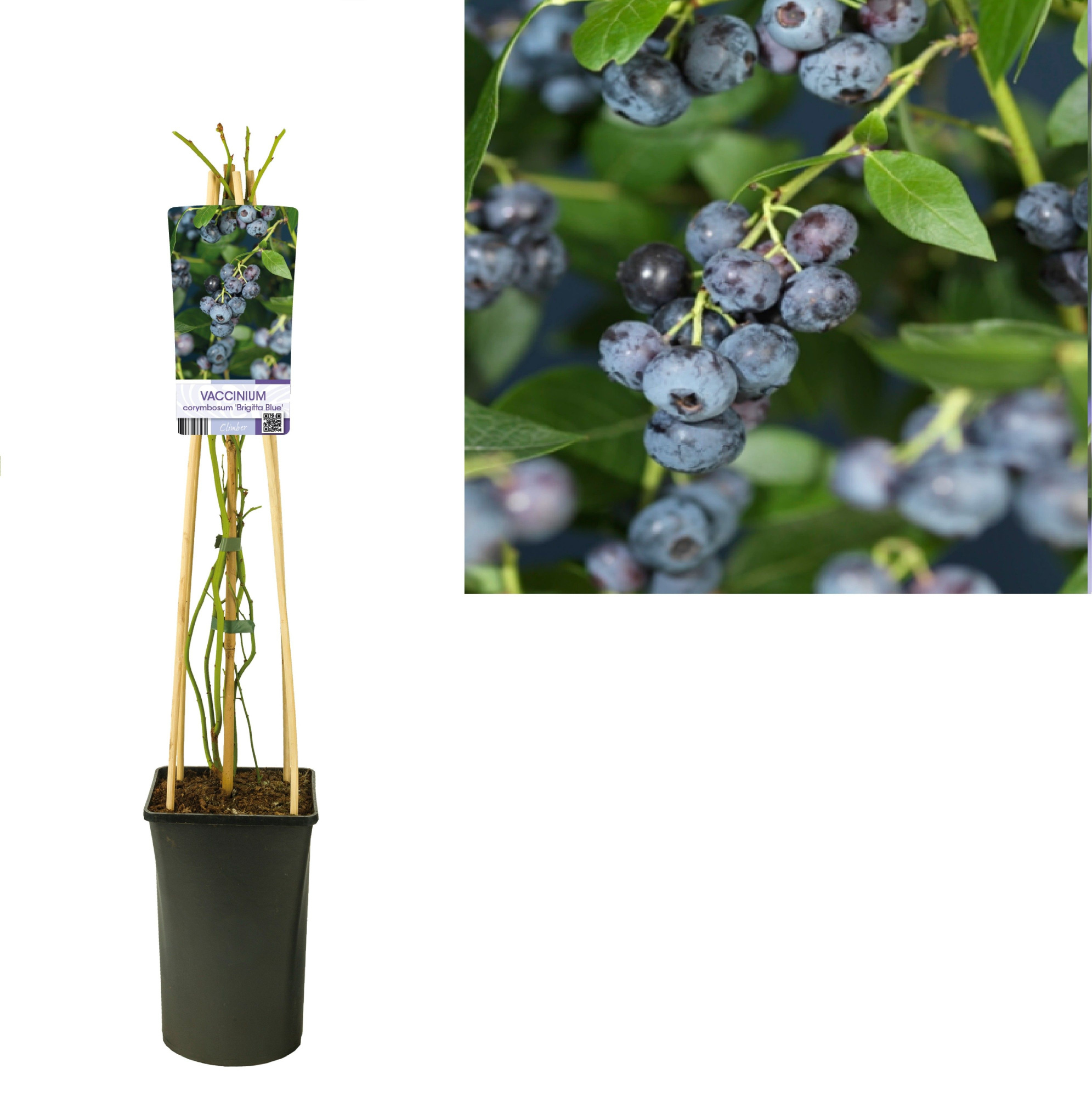 Vaccinium corymbosum 'Brigitta Blue' +light label, D 17