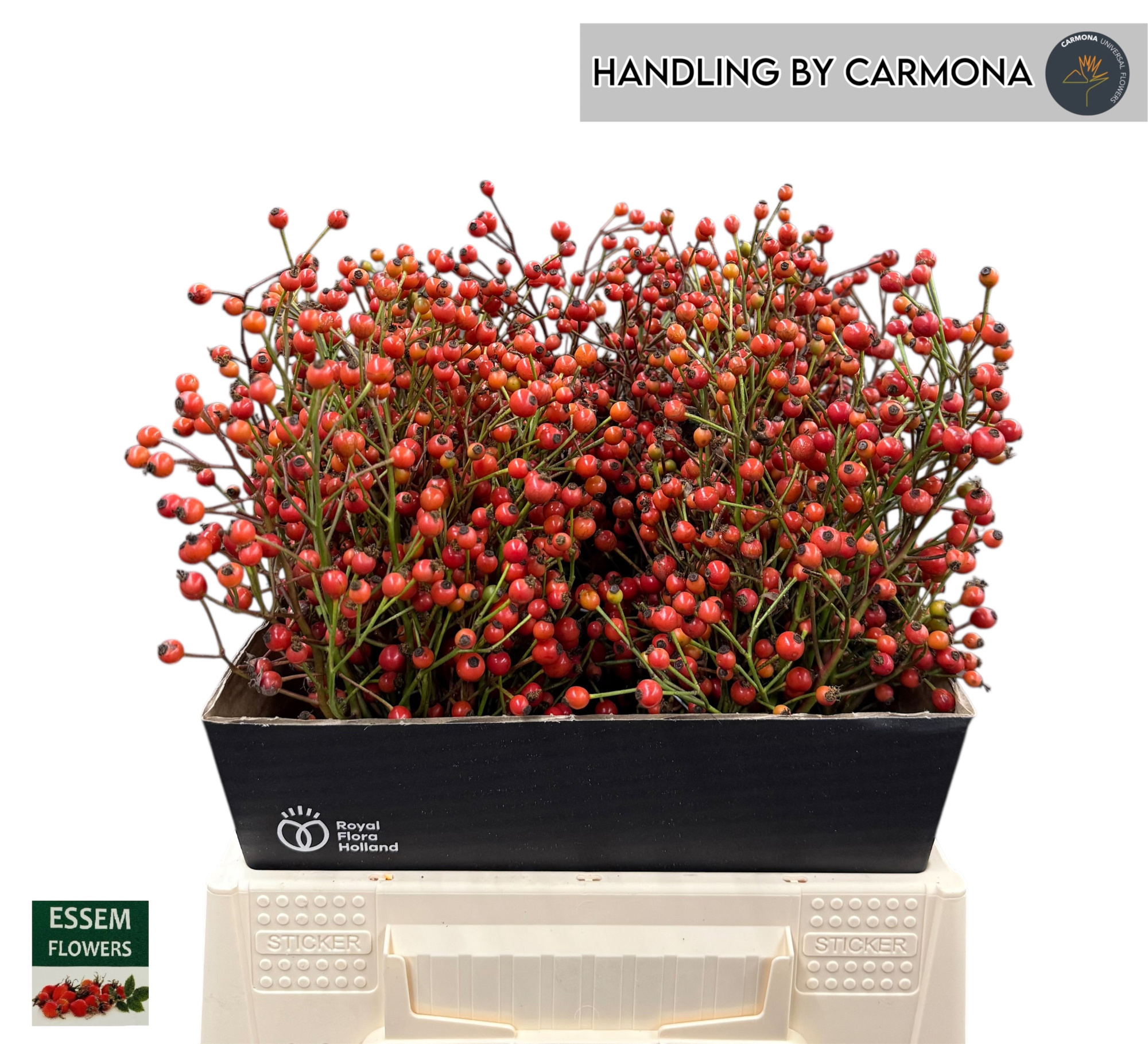 Рузботель Пленти 40, шт.