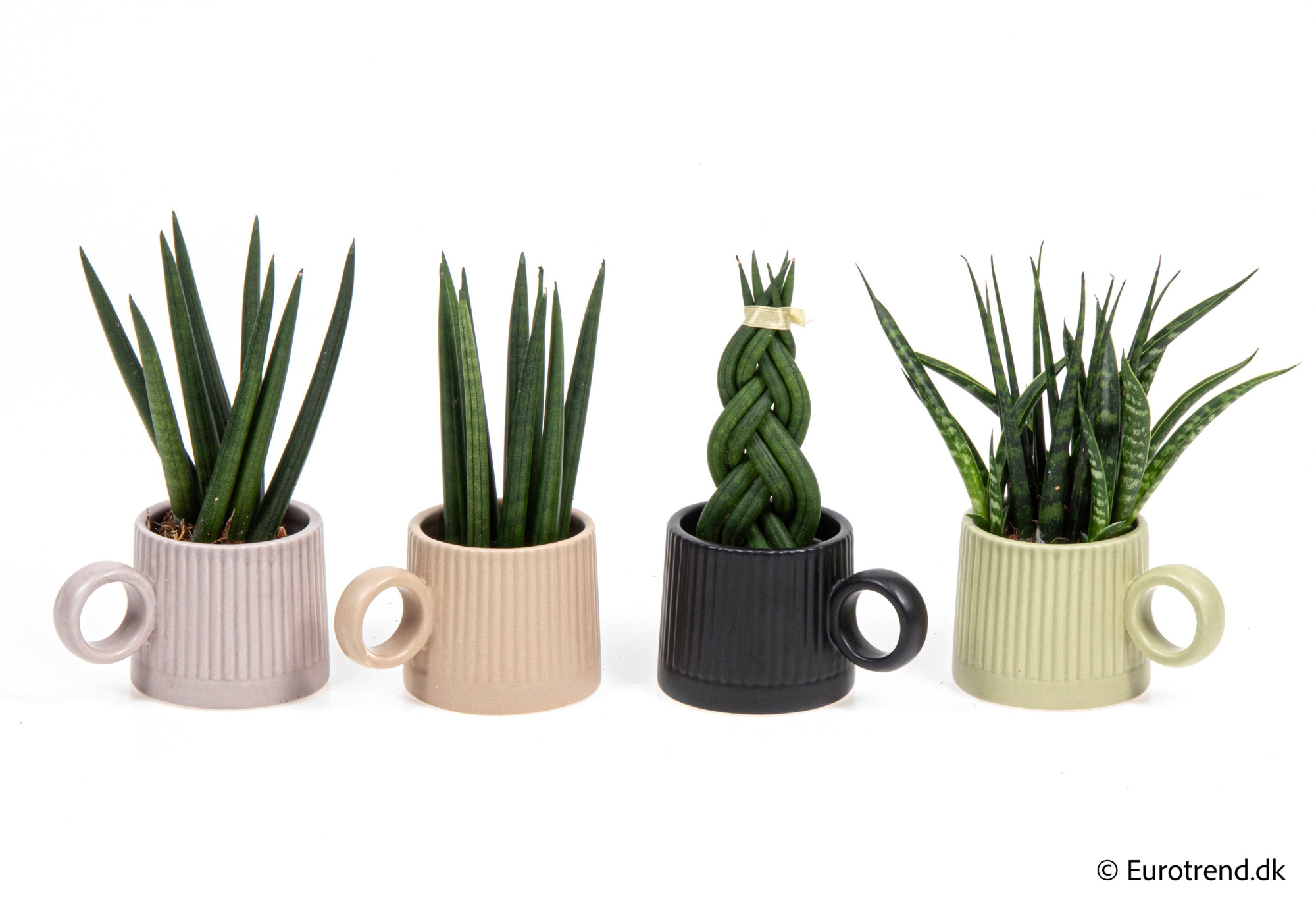 Sanseveria mix in New Look ceramic 2026, D 6