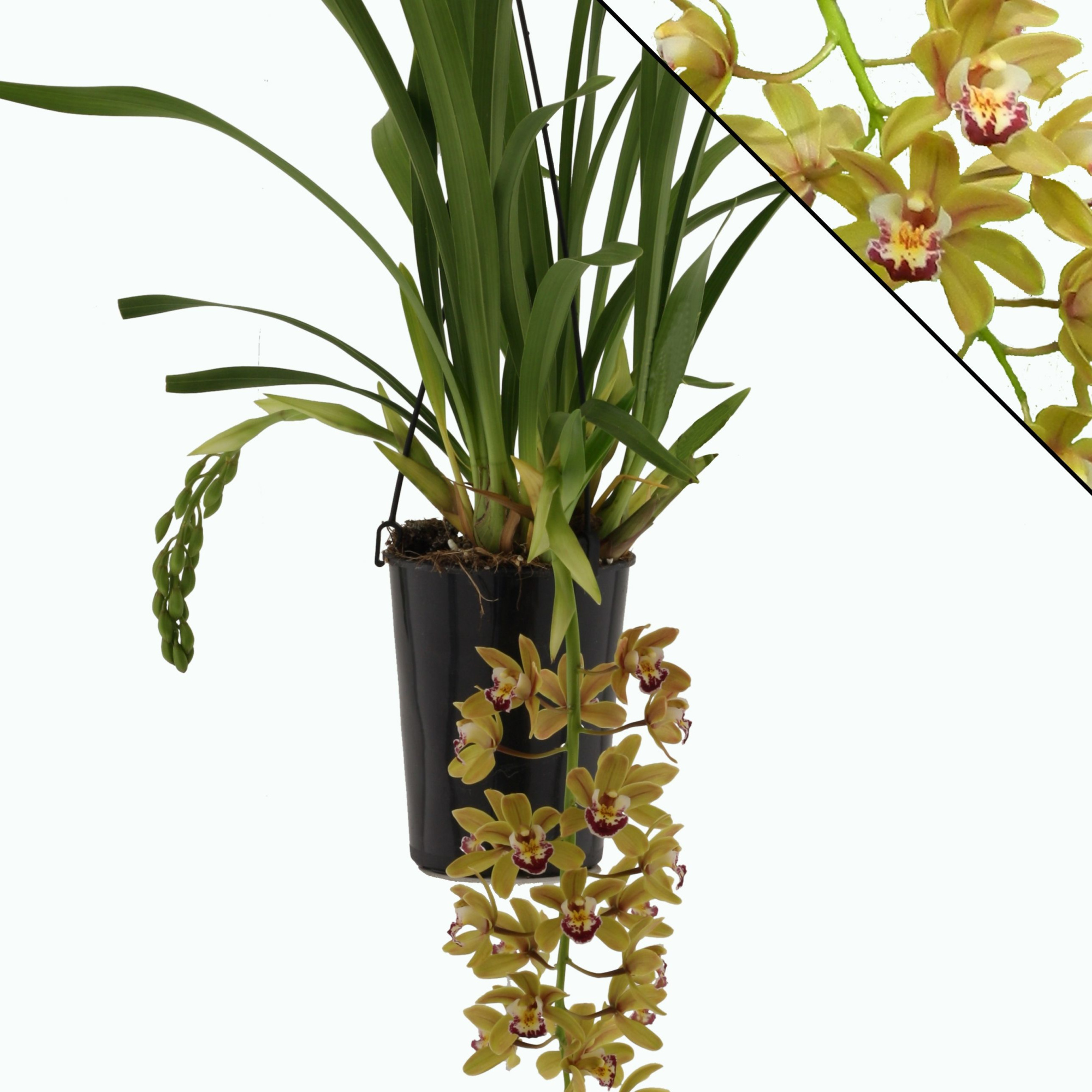 Argiro 2 tak, D 14 cm