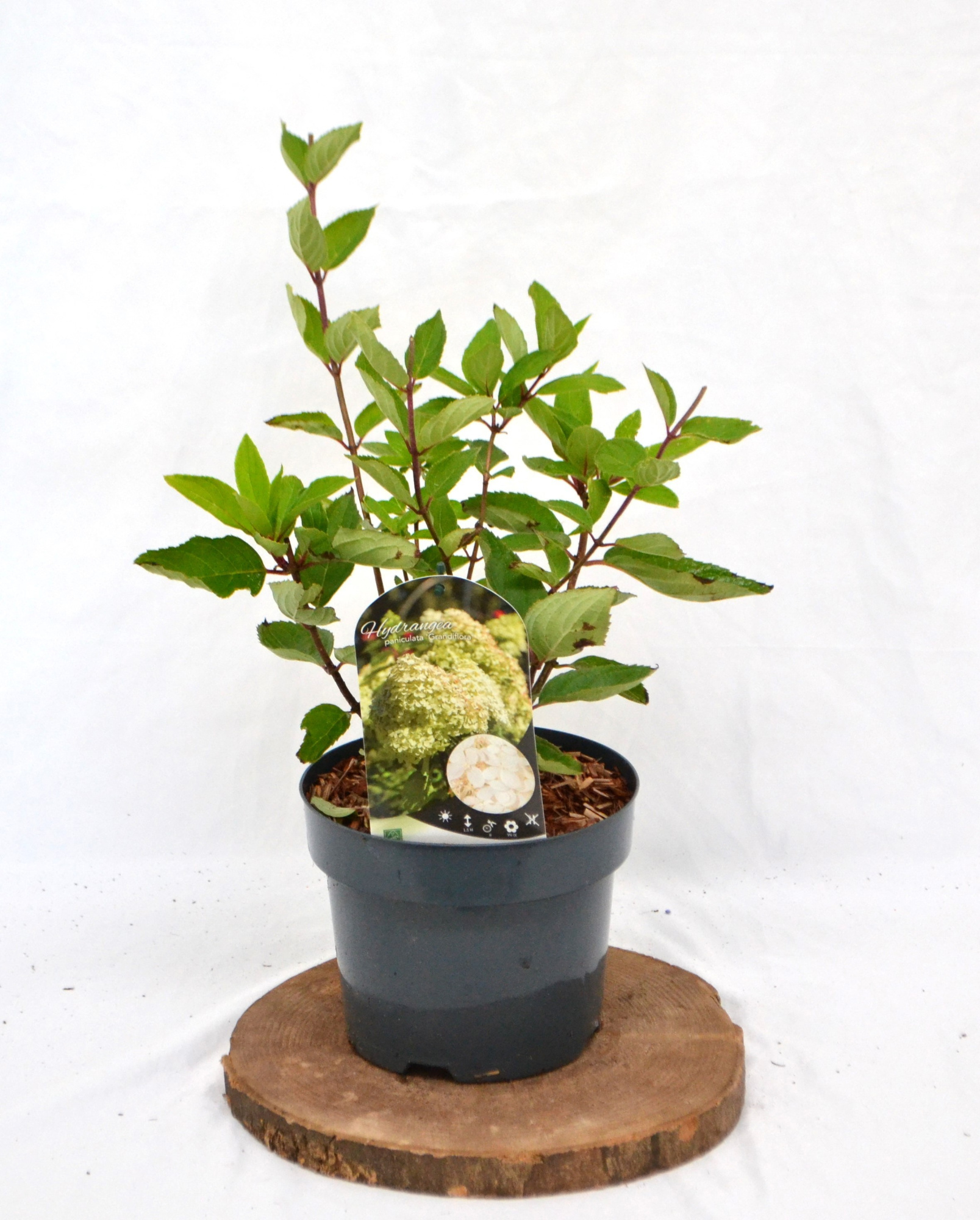 Hydrangea pan. 'Grandiflora' C3 30-40, D 19 cm