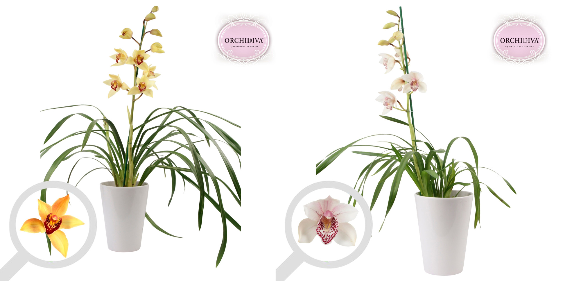 Cymbidium 1tak mix keramiek wit, D 17