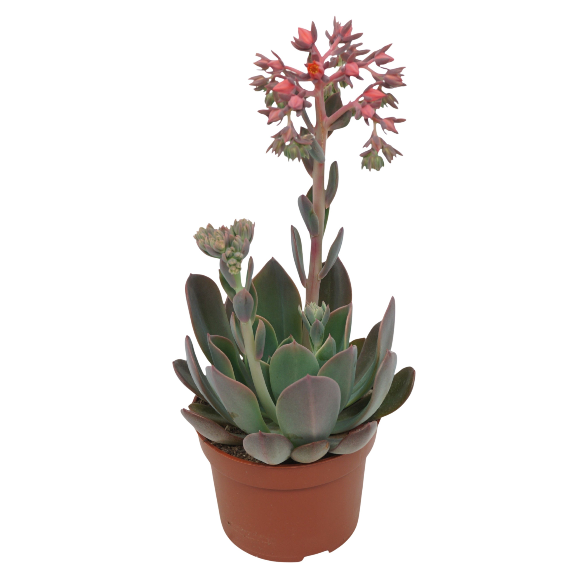 Echeveria blue prince 10,5 cm, D 10,5 cm