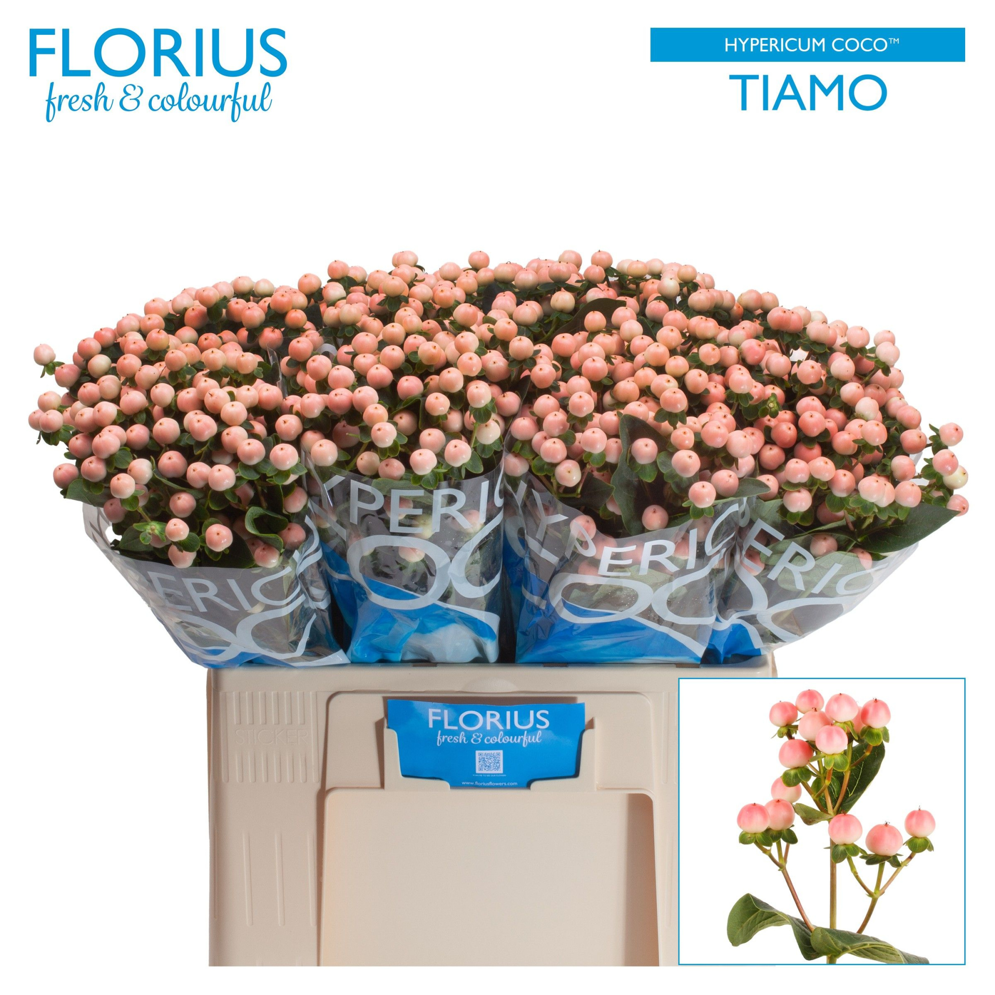 Гипперикум Коко Тиамо 60, шт.