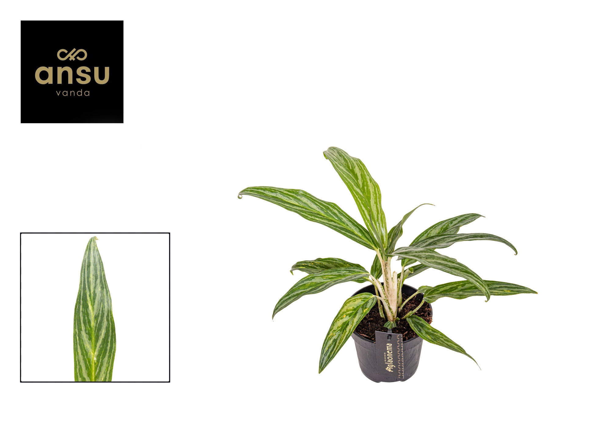 Aglaonema Sunray Green, D 12 cm