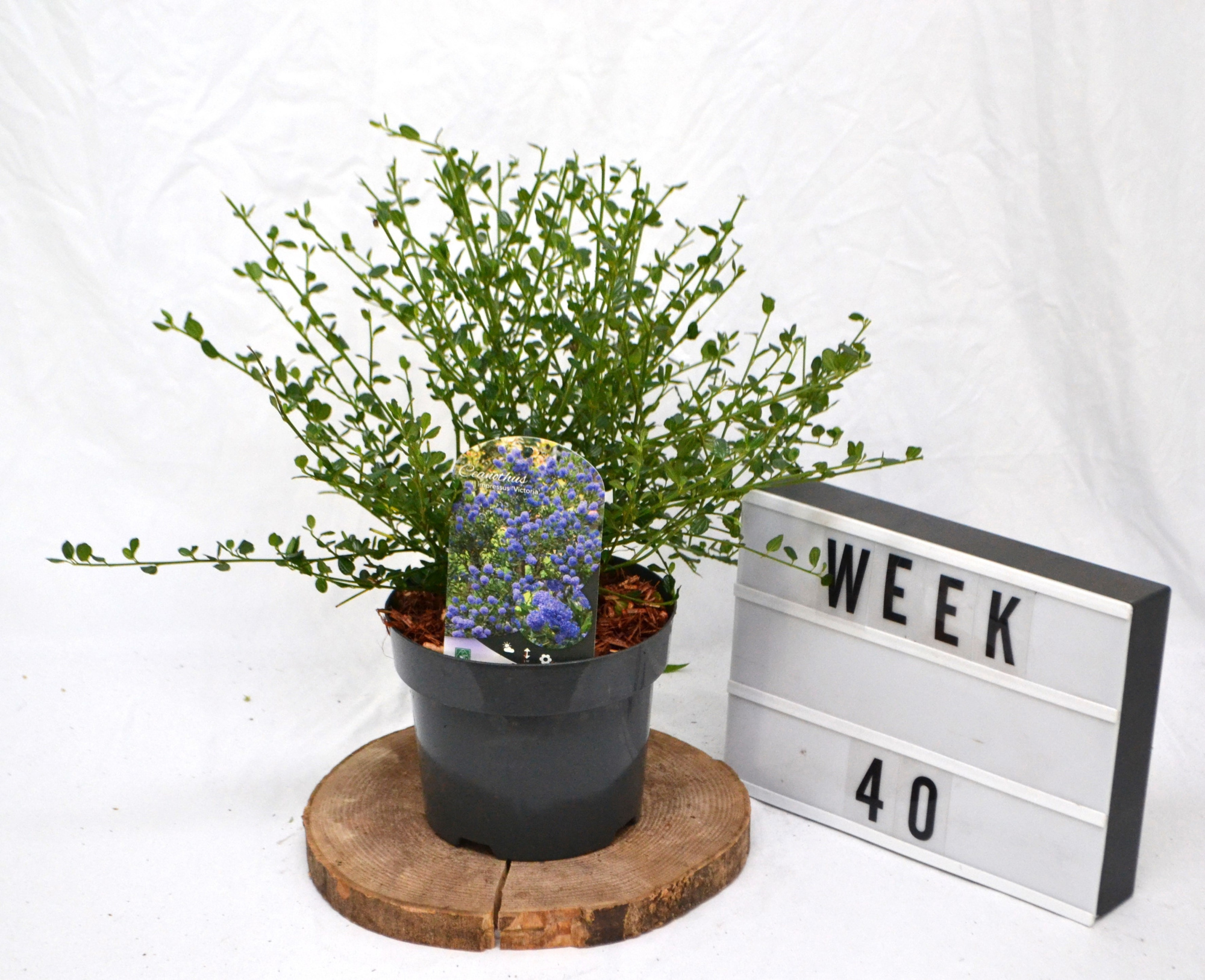 Ceanothus impressus 'Victoria C3/ Skylark, D 19 cm