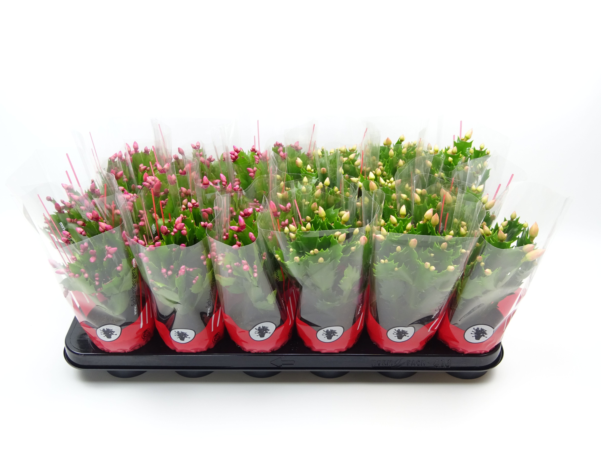 Schlumbergera 9 cm mix 2 kleur rode hoes, D 9 cm