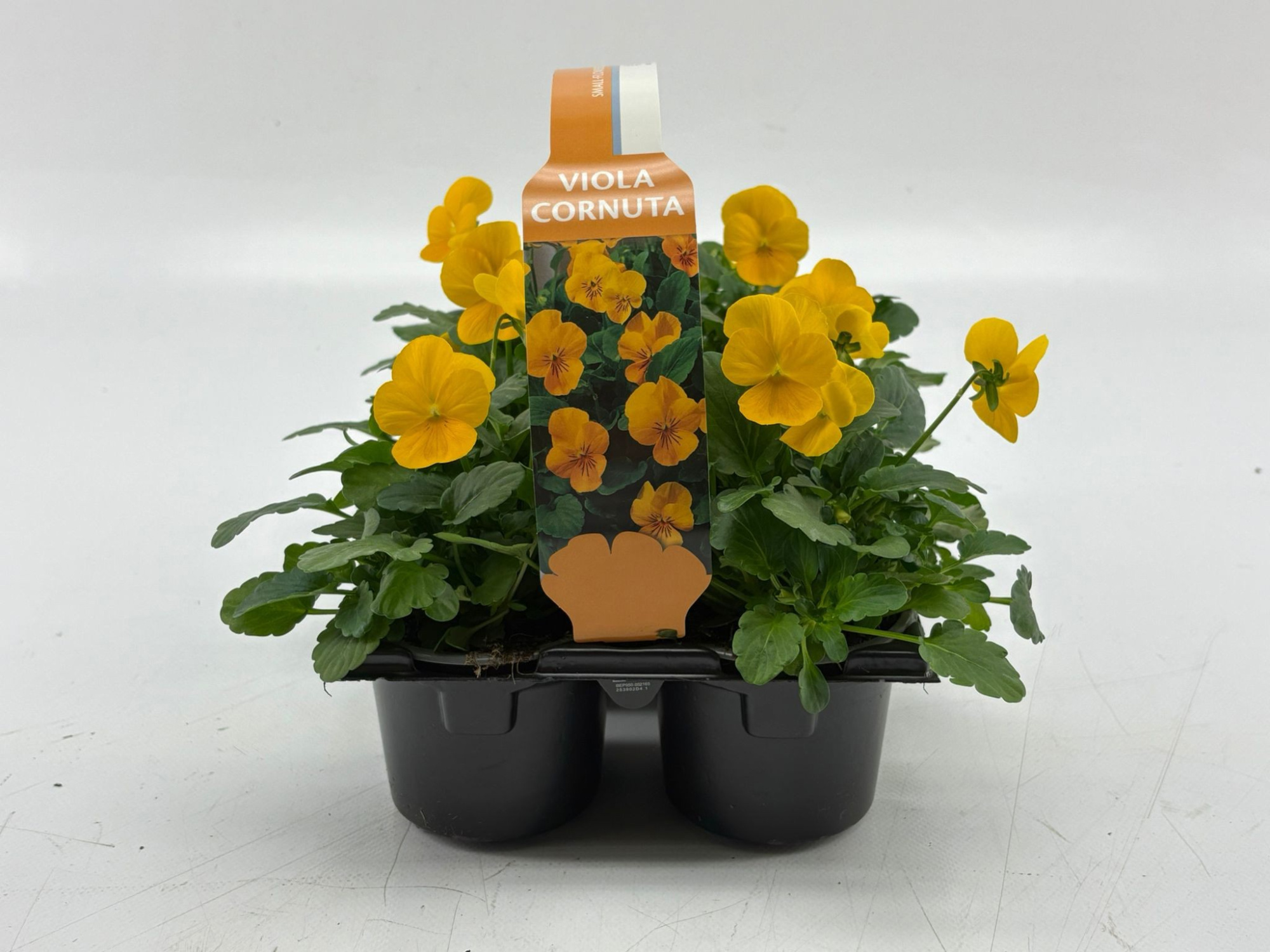 Sixpack Viola Cornuta Yellow, D 9