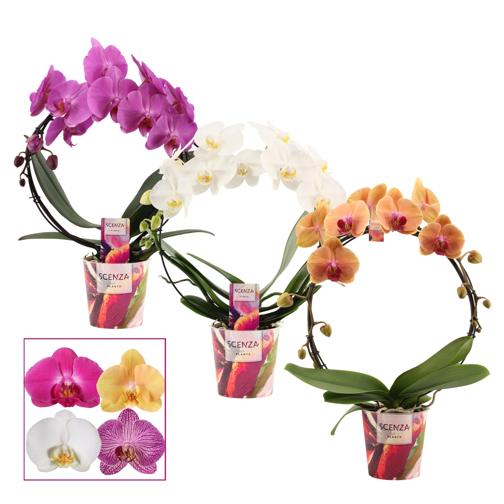 Phalaenopsis boog mix (Scenza), D 12 cm